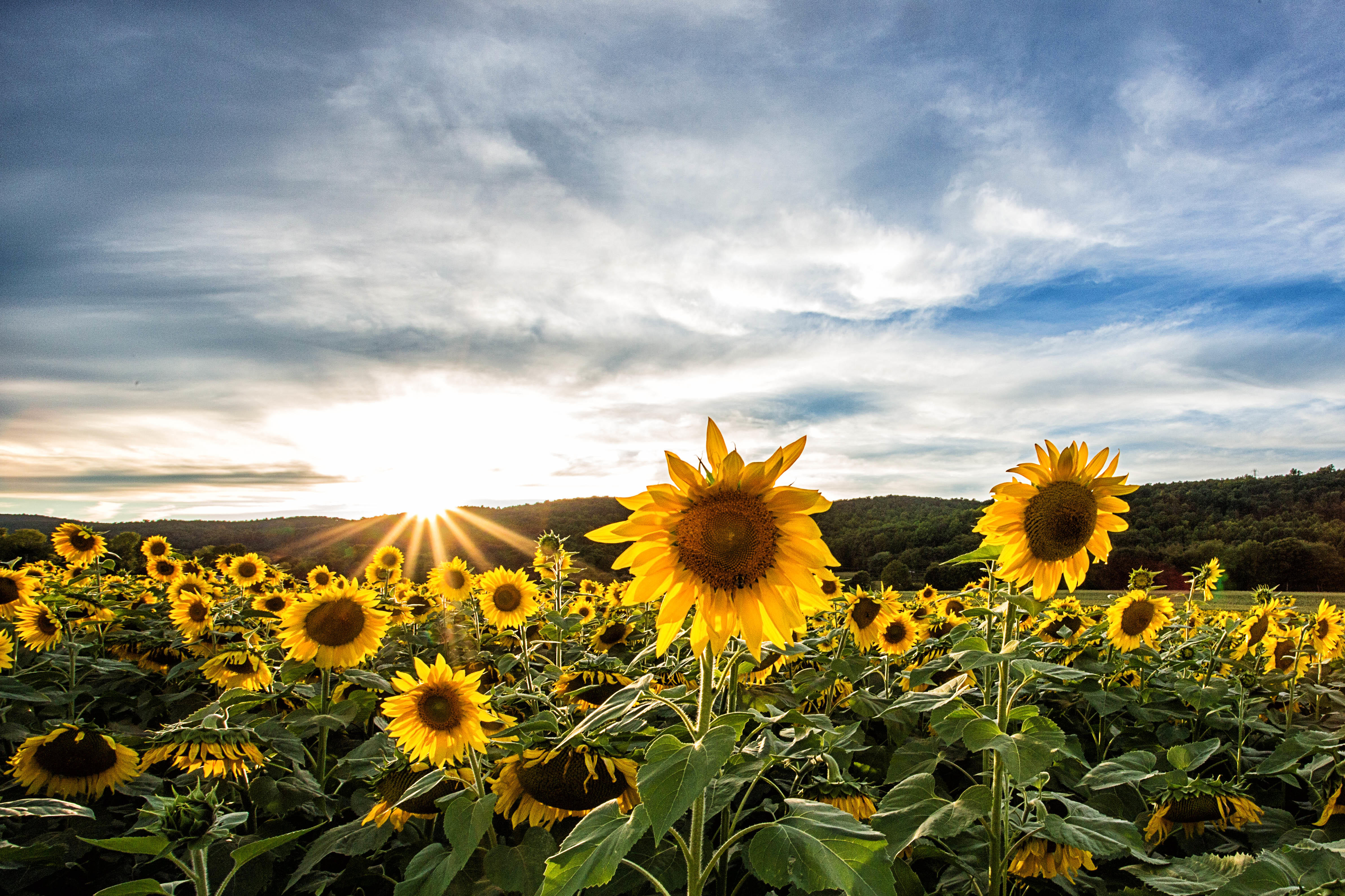 Free photo Picture of the sunset, the field