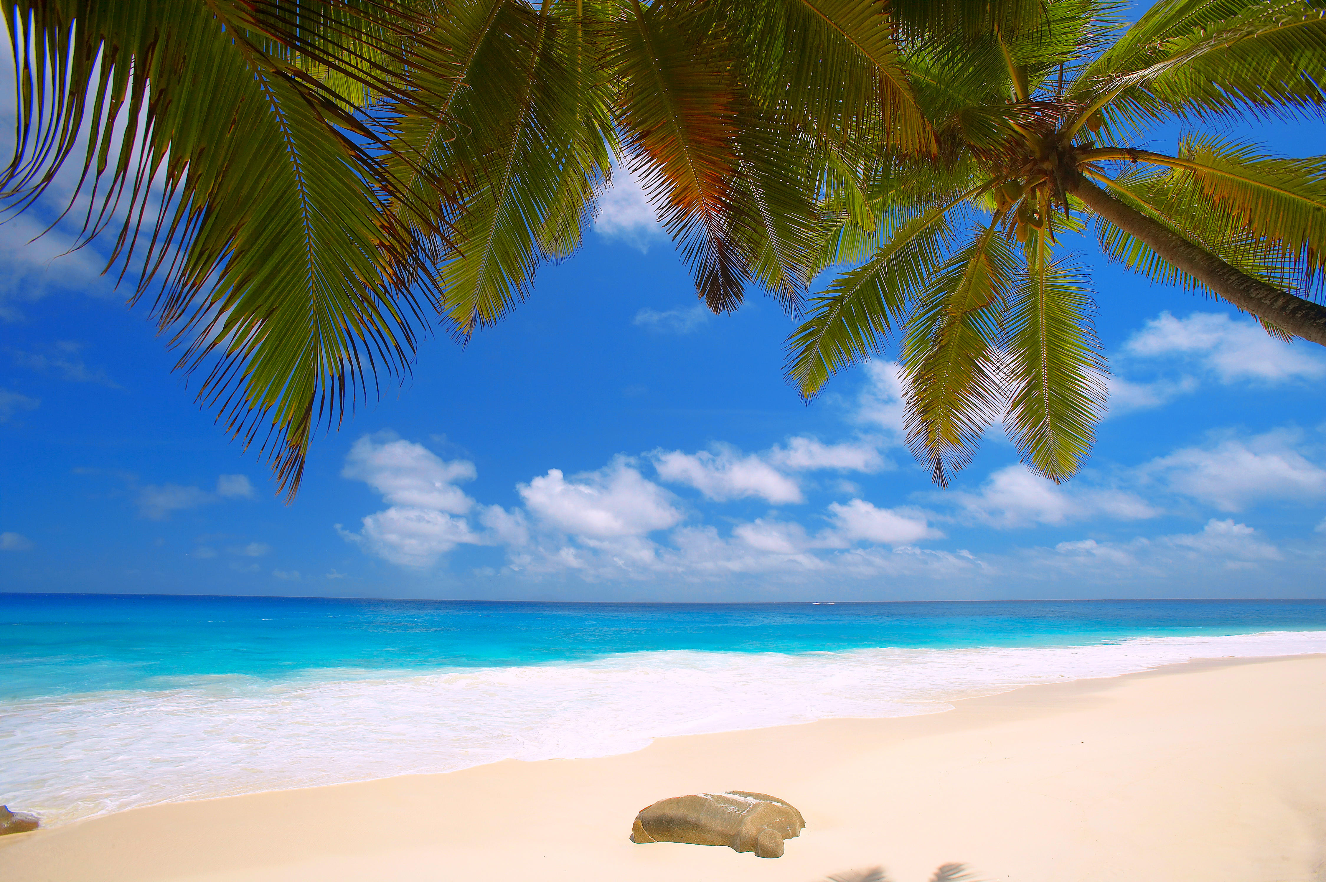 Wallpapers palms sea sand beach on the desktop