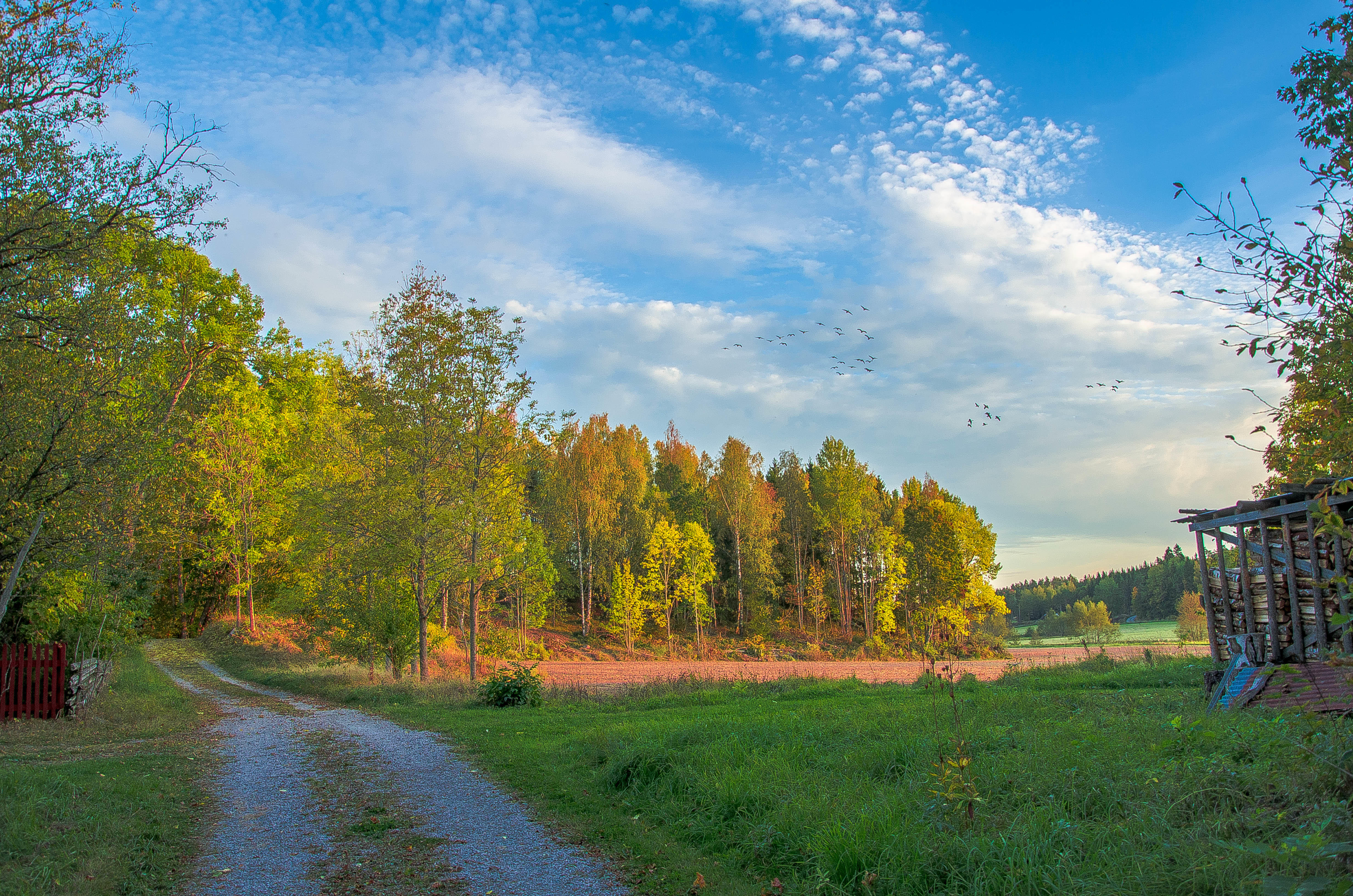 Wallpapers road field village road on the desktop