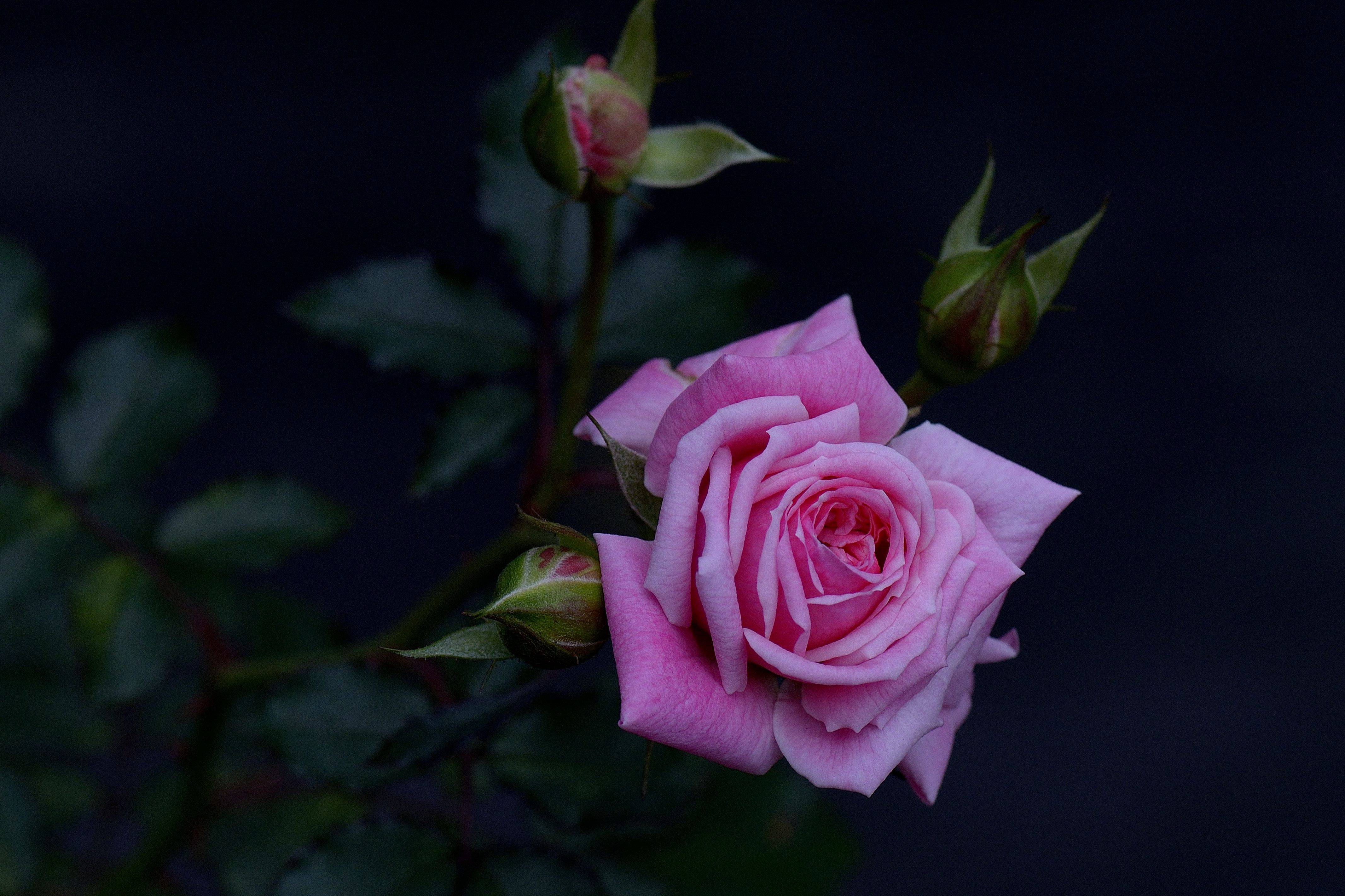 Wallpapers roses flowers bouquet of roses on the desktop