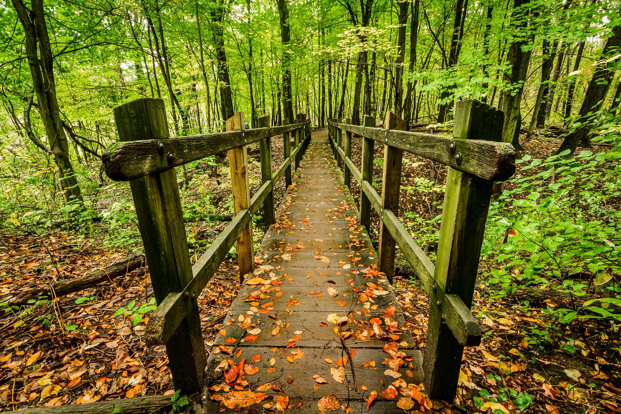 Wallpapers forest trees wood flooring on the desktop