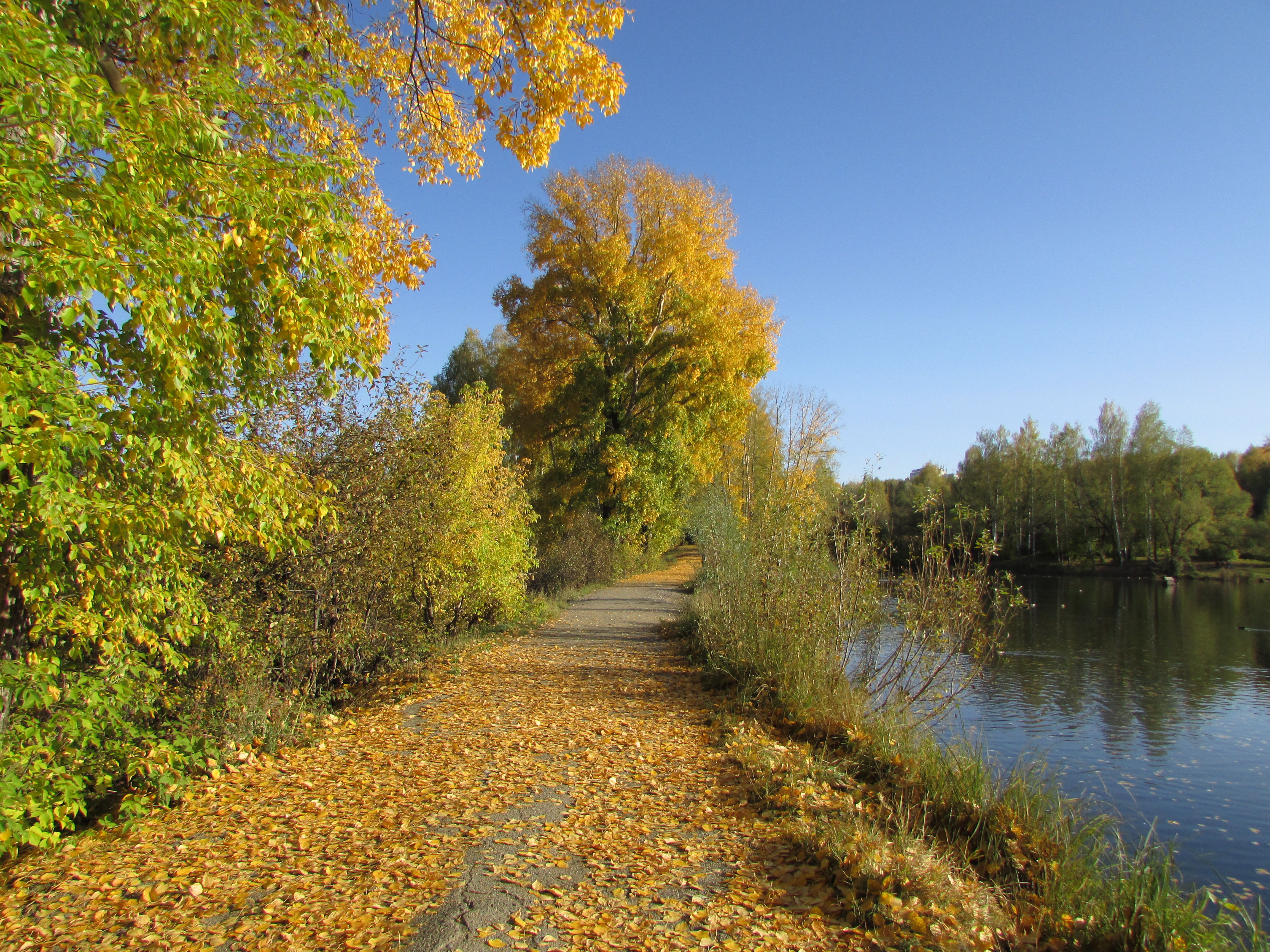 Осенние деревья на фоне бездонного осеннего неба