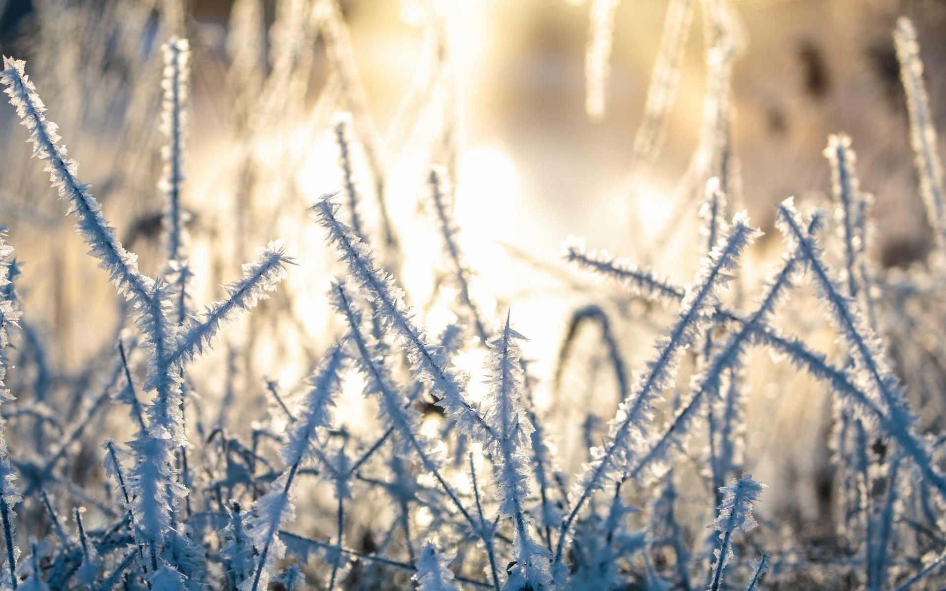 Wallpapers hoarfrost frost sunlight on the desktop