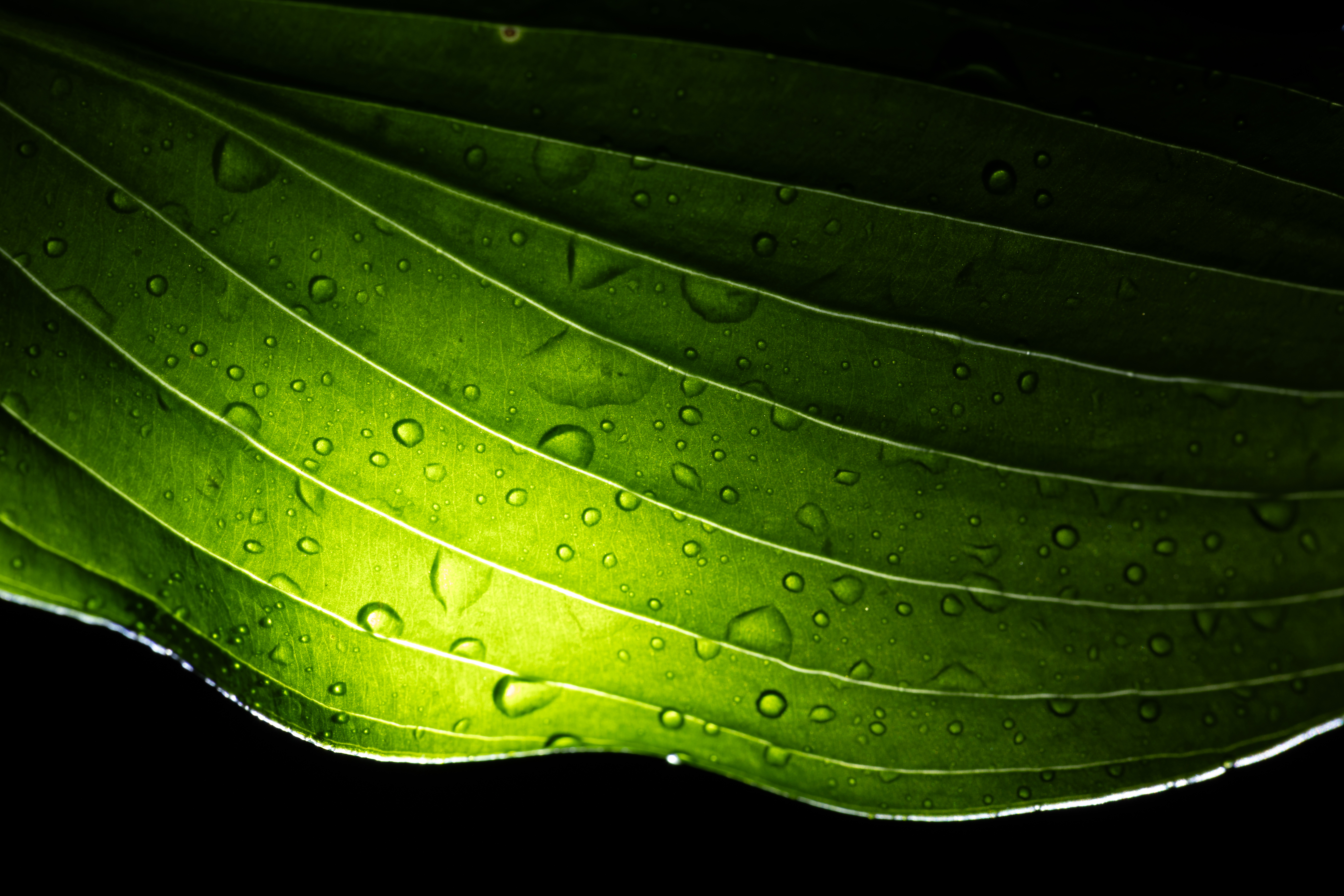 Wallpapers isolated leaf background on the desktop