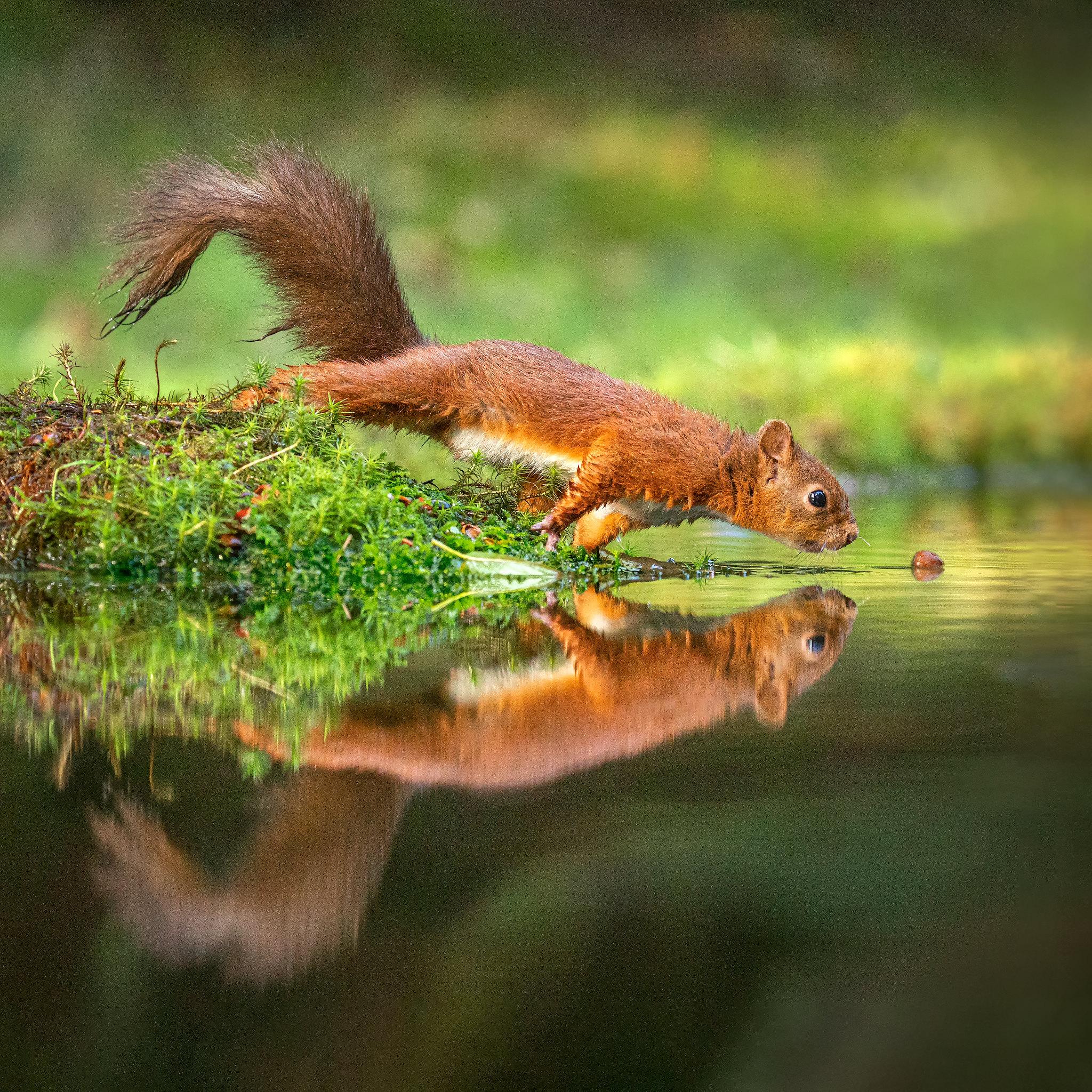 一只好奇的松鼠在湖中寻找坚果