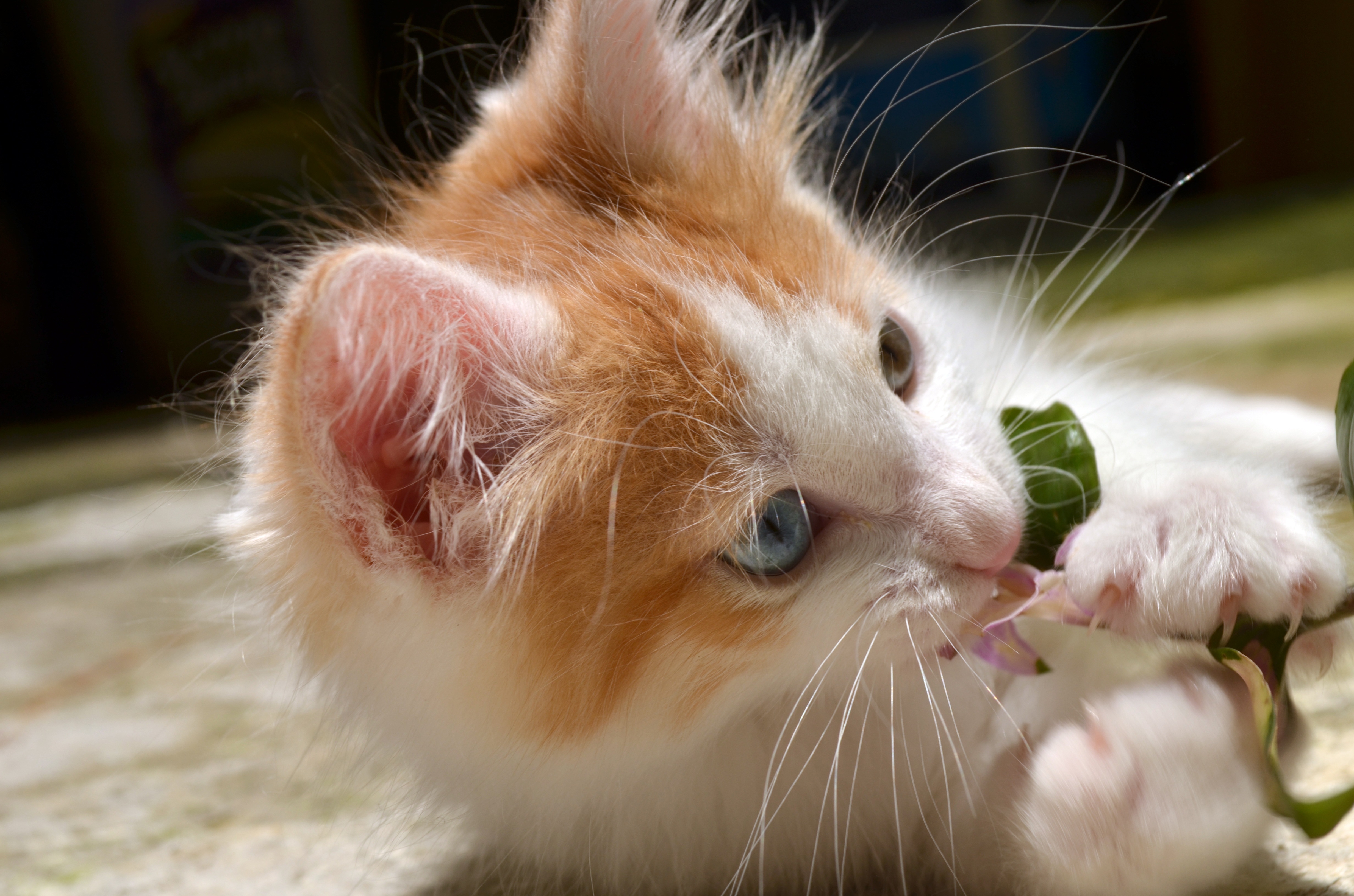 一只红毛小猫在玩耍着一朵花
