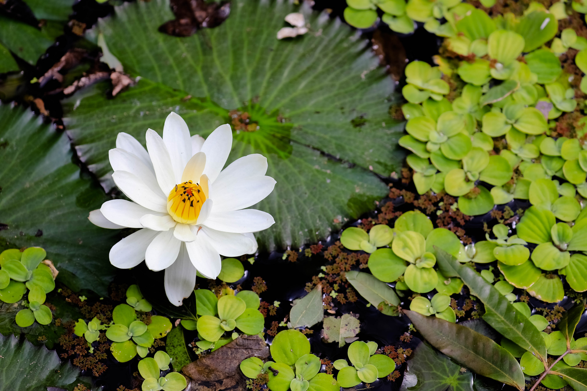 桌面上的壁纸百合花 白花 睡莲