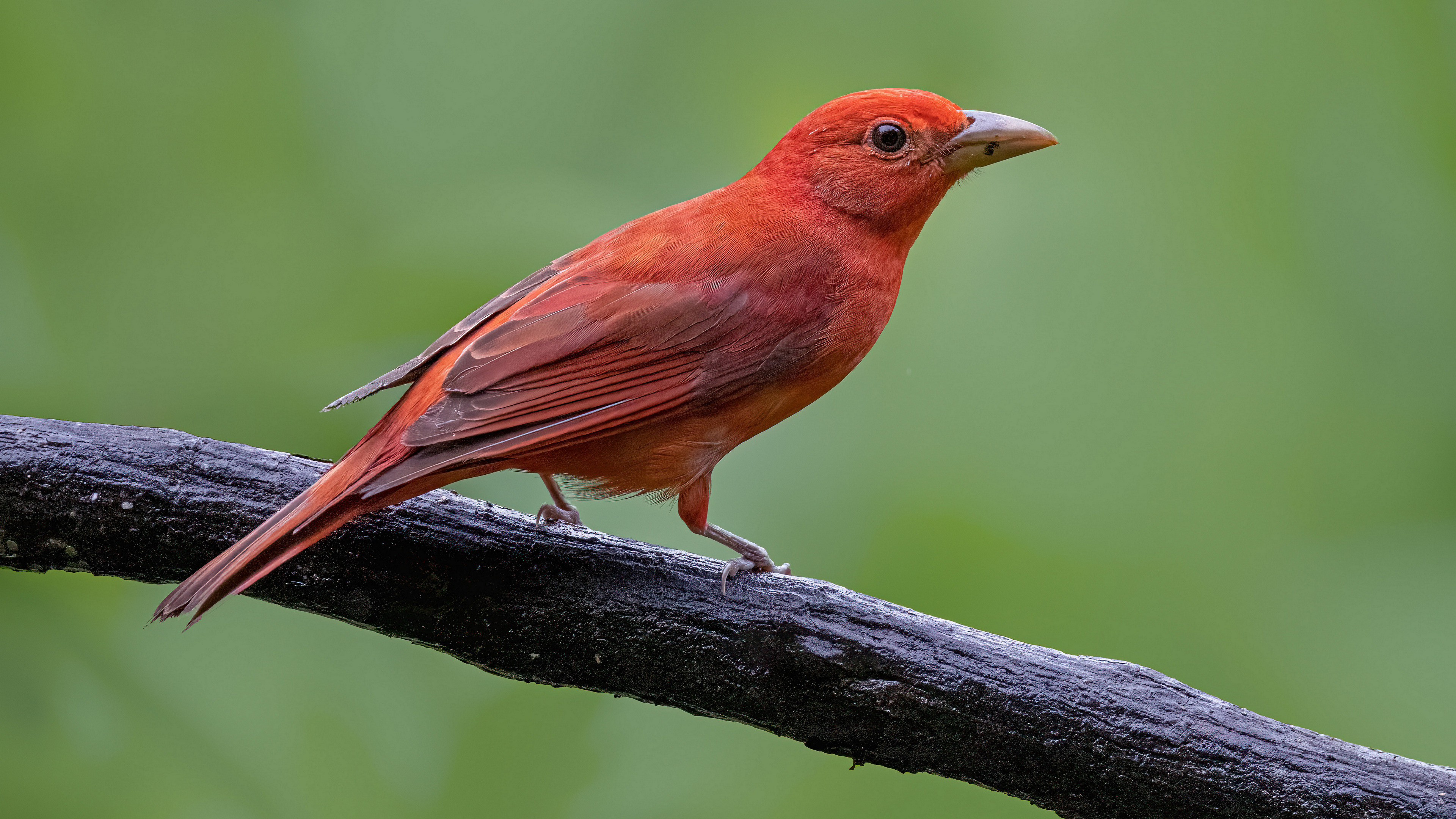 Free photo Summer tanager colorful bird