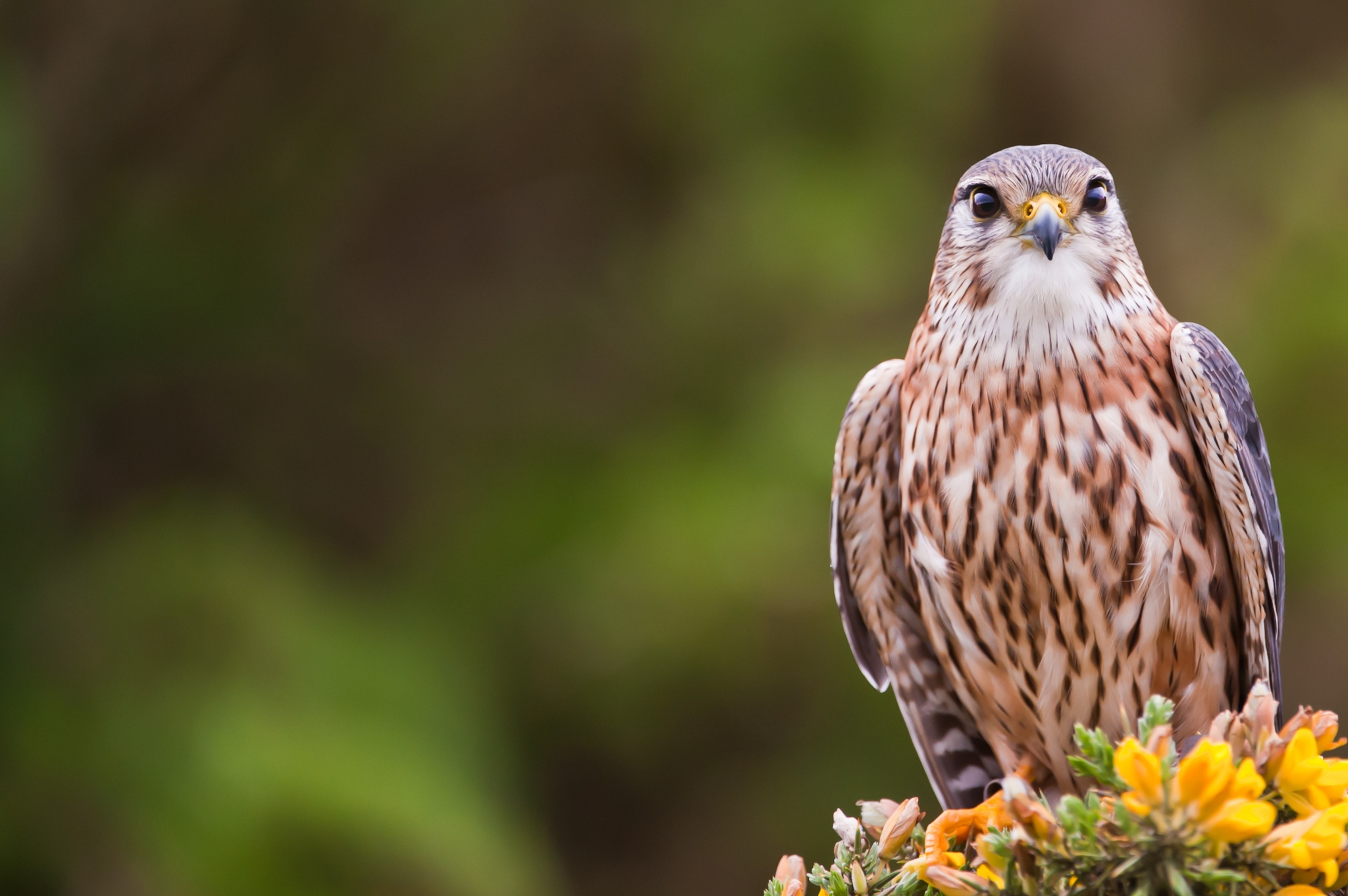 Free photo A falcon on a blurred background