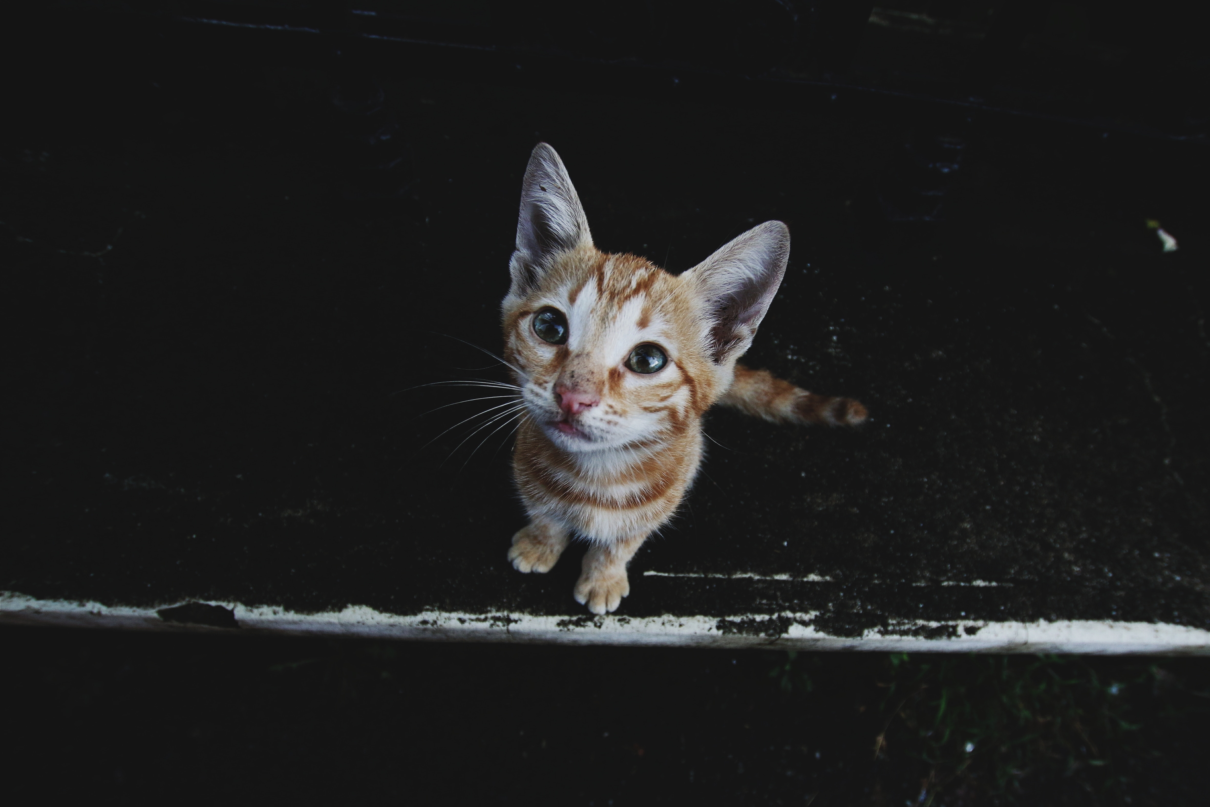 Wallpapers kitten striped cats on the desktop