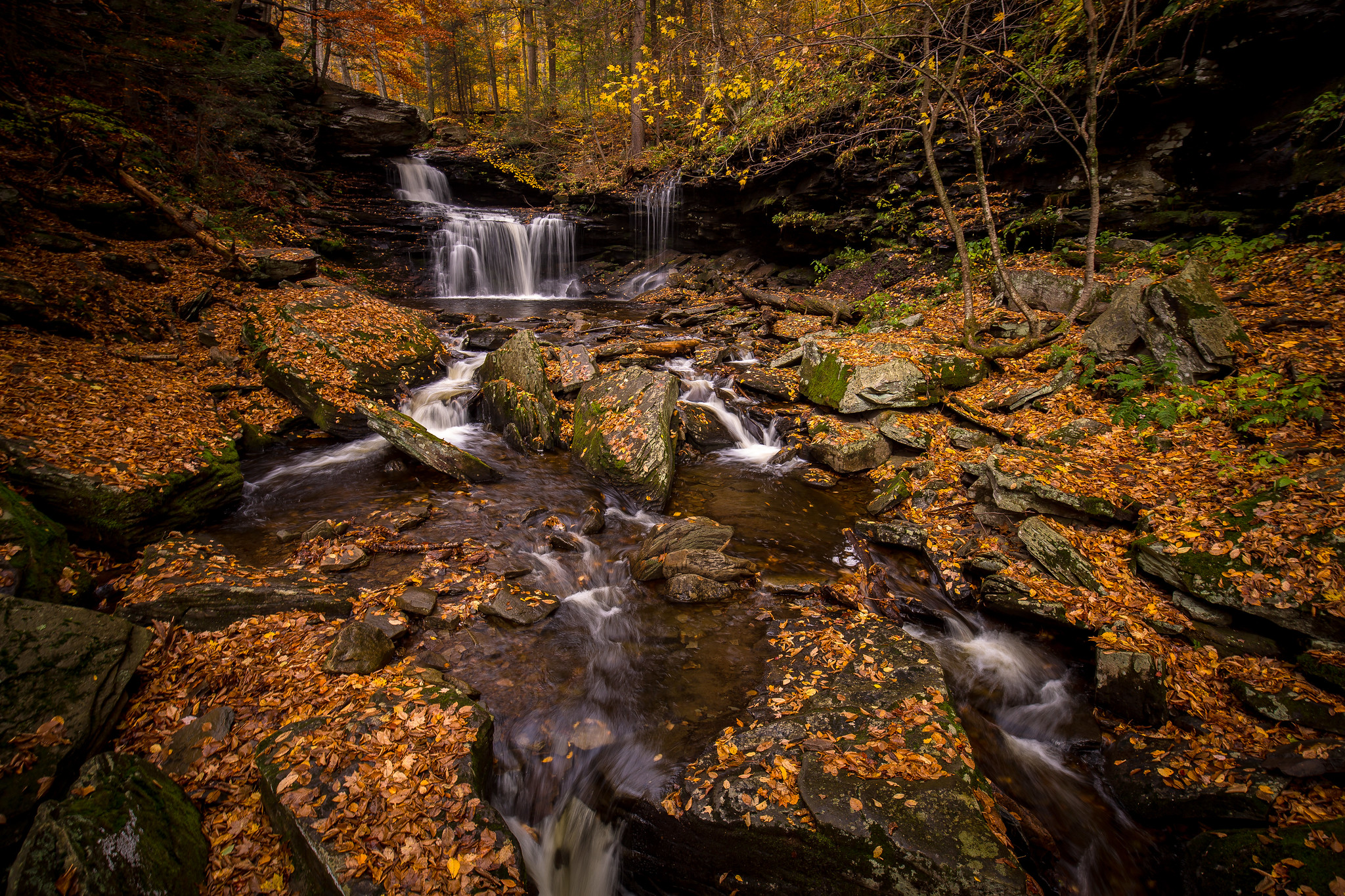 Wallpapers autumn colors forest fall on the desktop