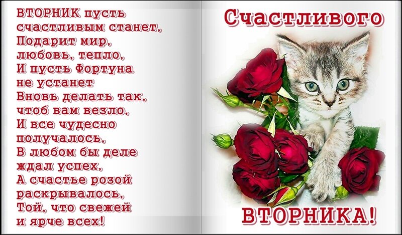 Postcard on the theme happy tuesday tuesday Kitten download for free