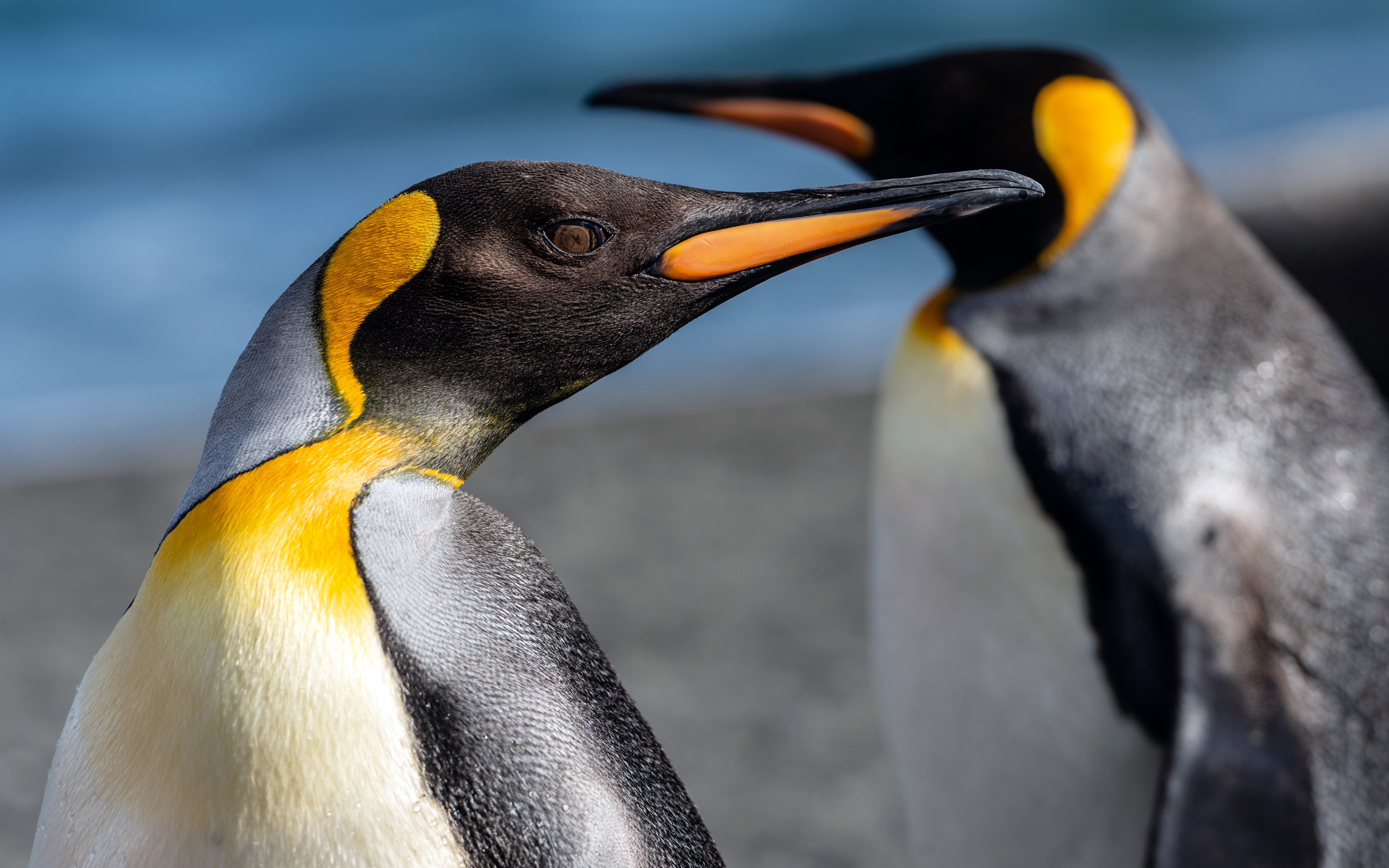 Imperial penguins close-up