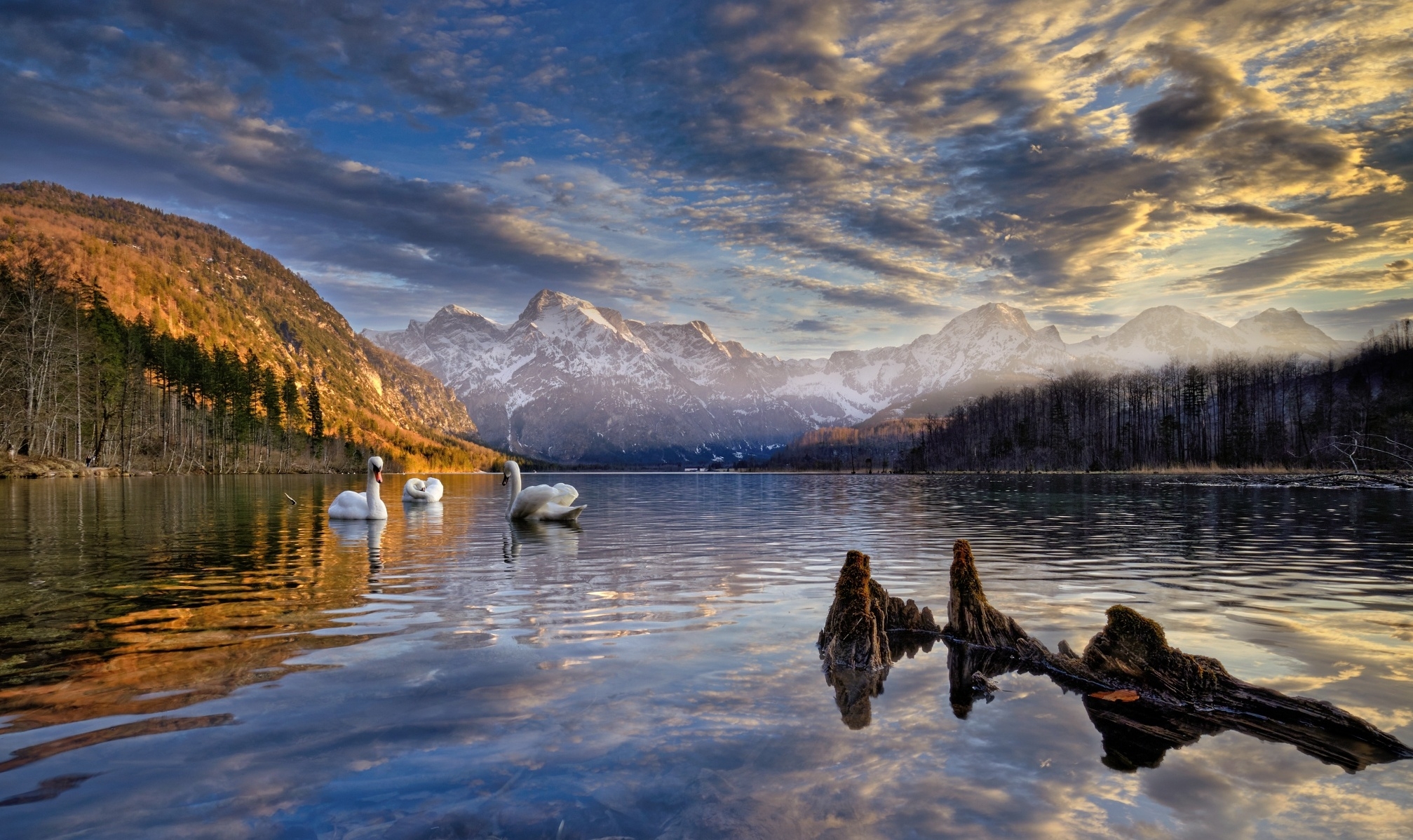 Free photo White swans floating on an evening lake