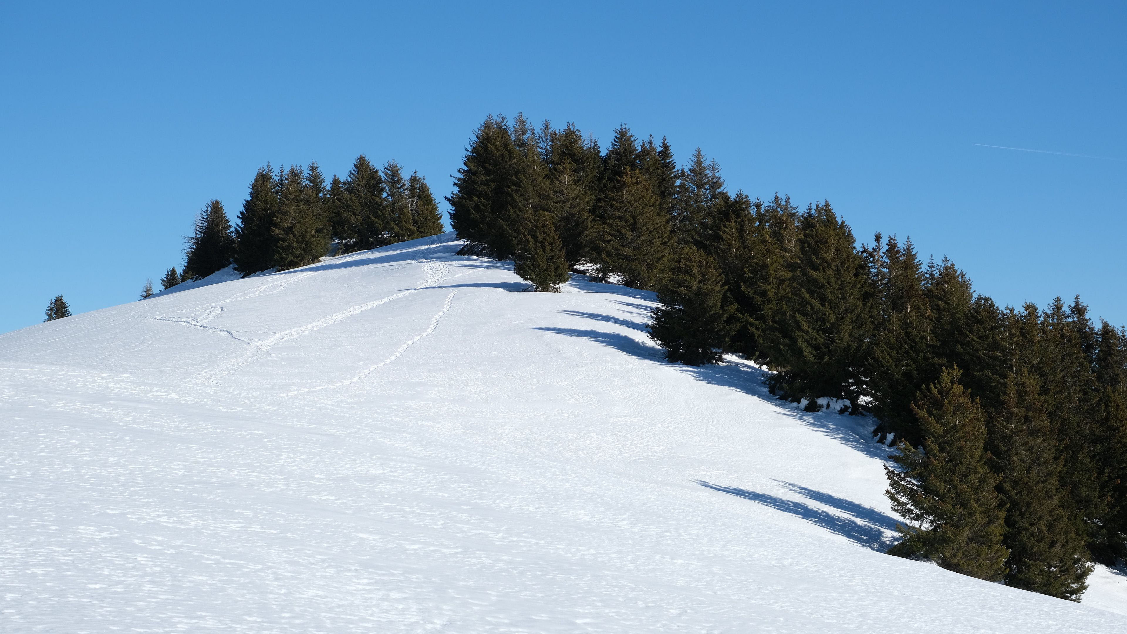 Free photo A snowy hill with trees on it