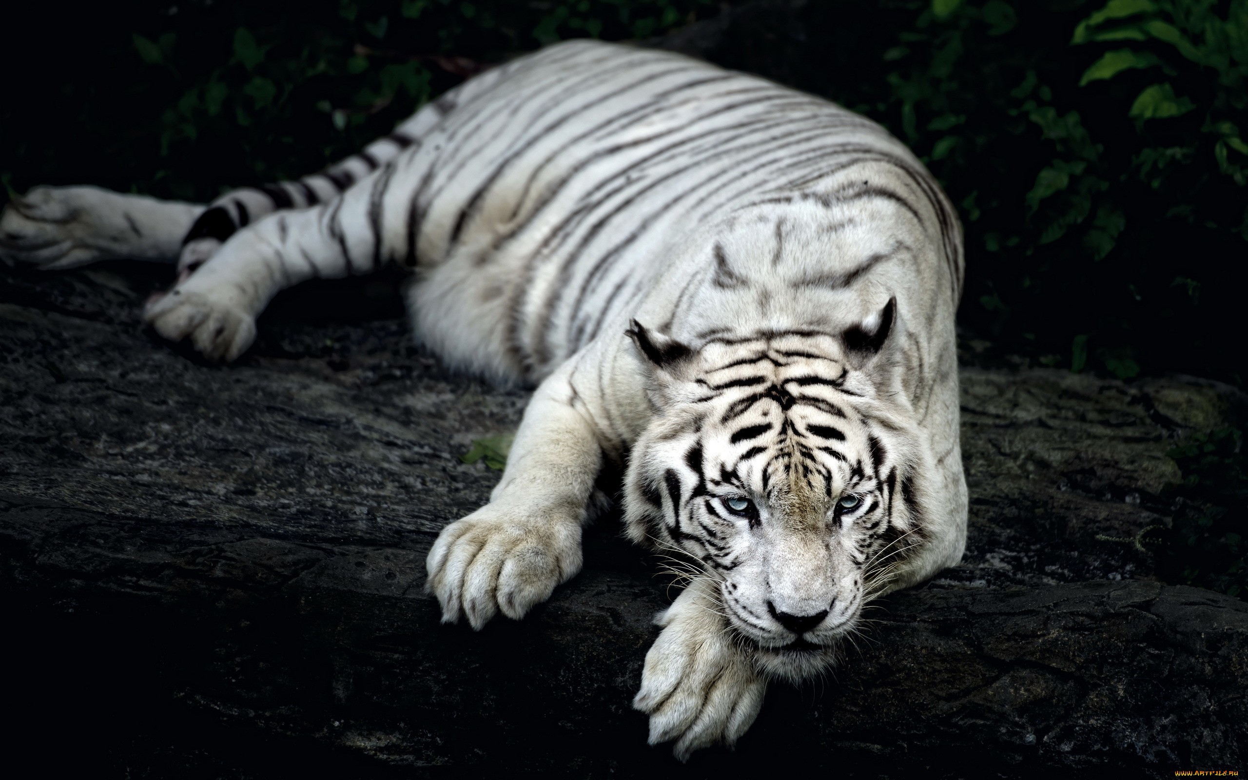 一只白虎在一块大石头上休息