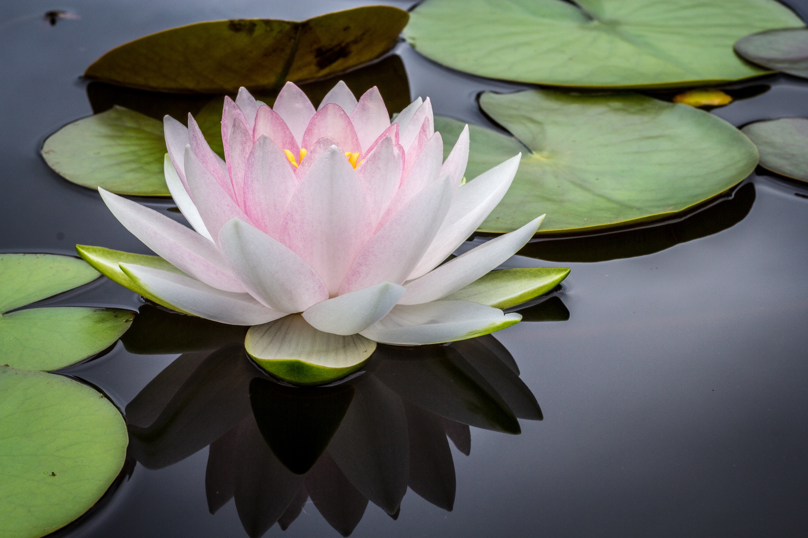 Free photo Water lily on water