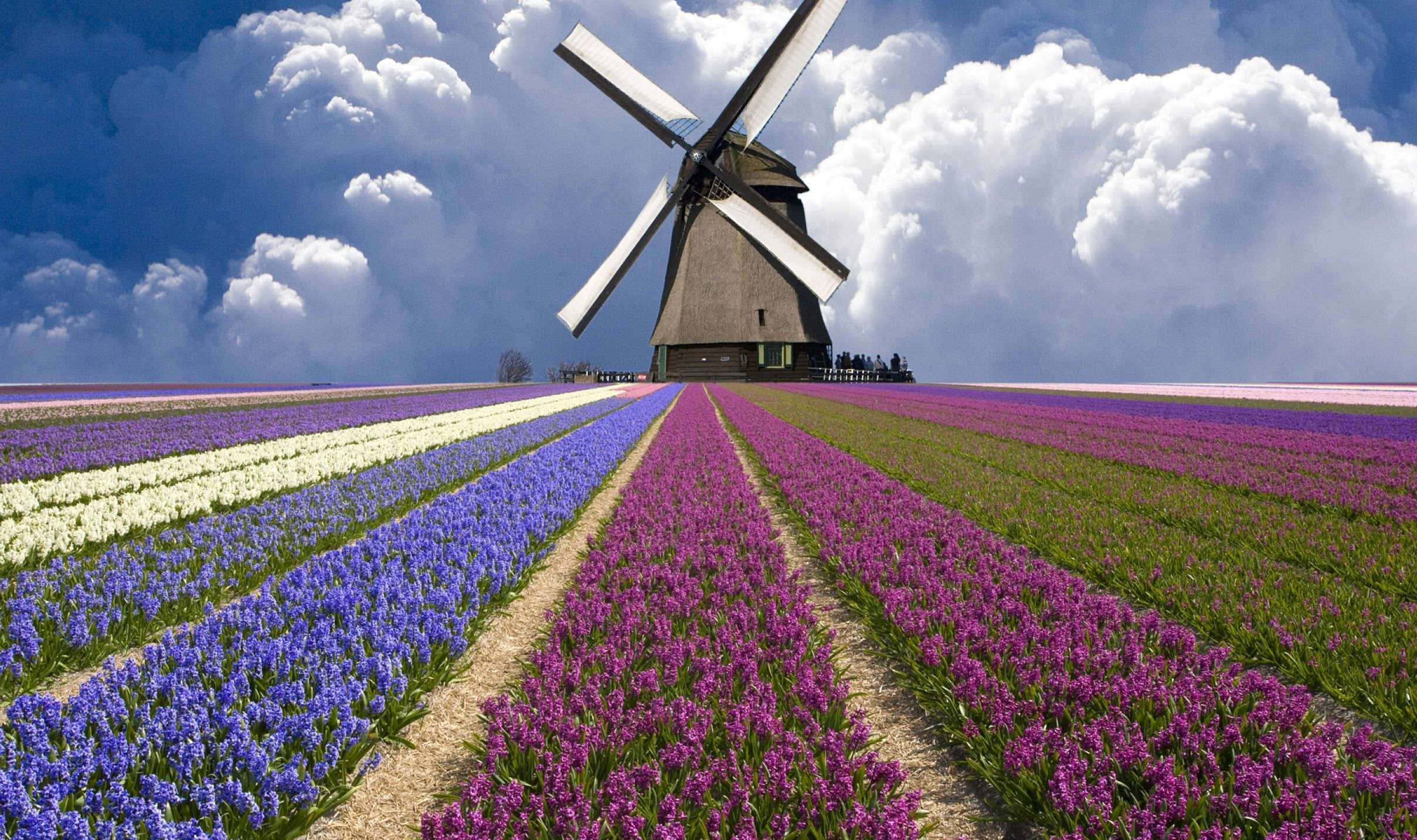 Free photo A large mill in a field of flowers