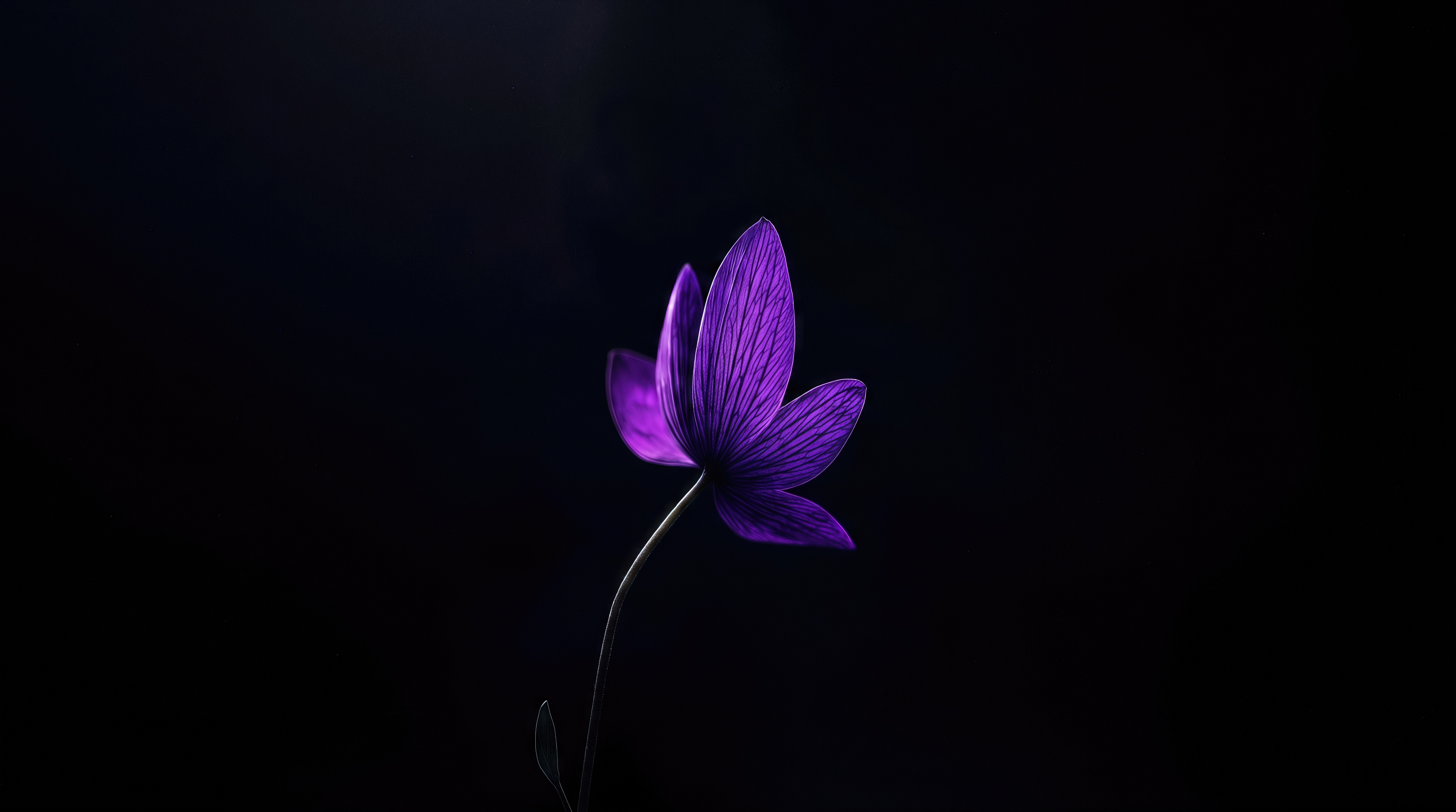 Wallpapers flower petals stem on the desktop