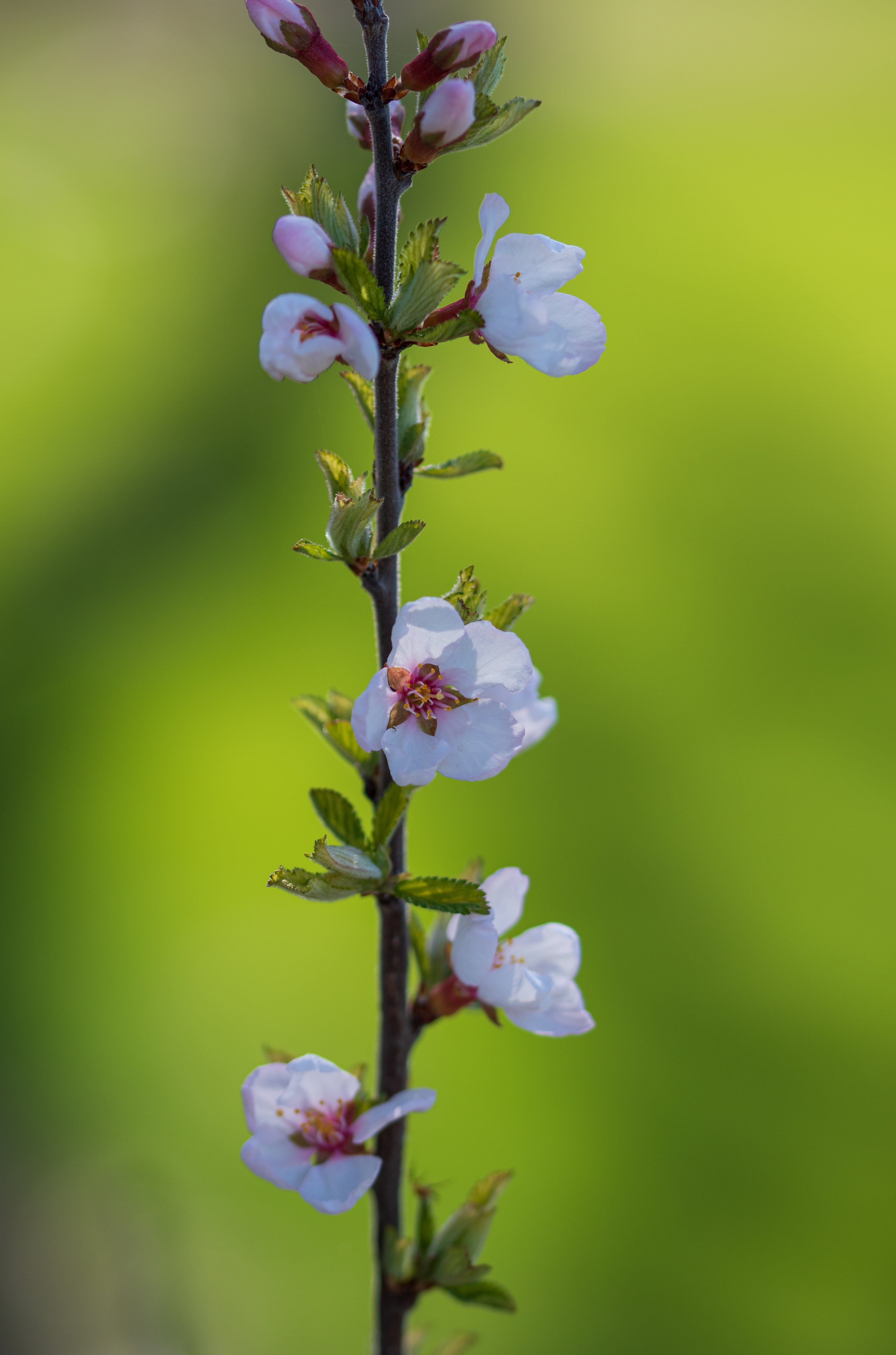 Обои цветок лето весна на рабочий стол