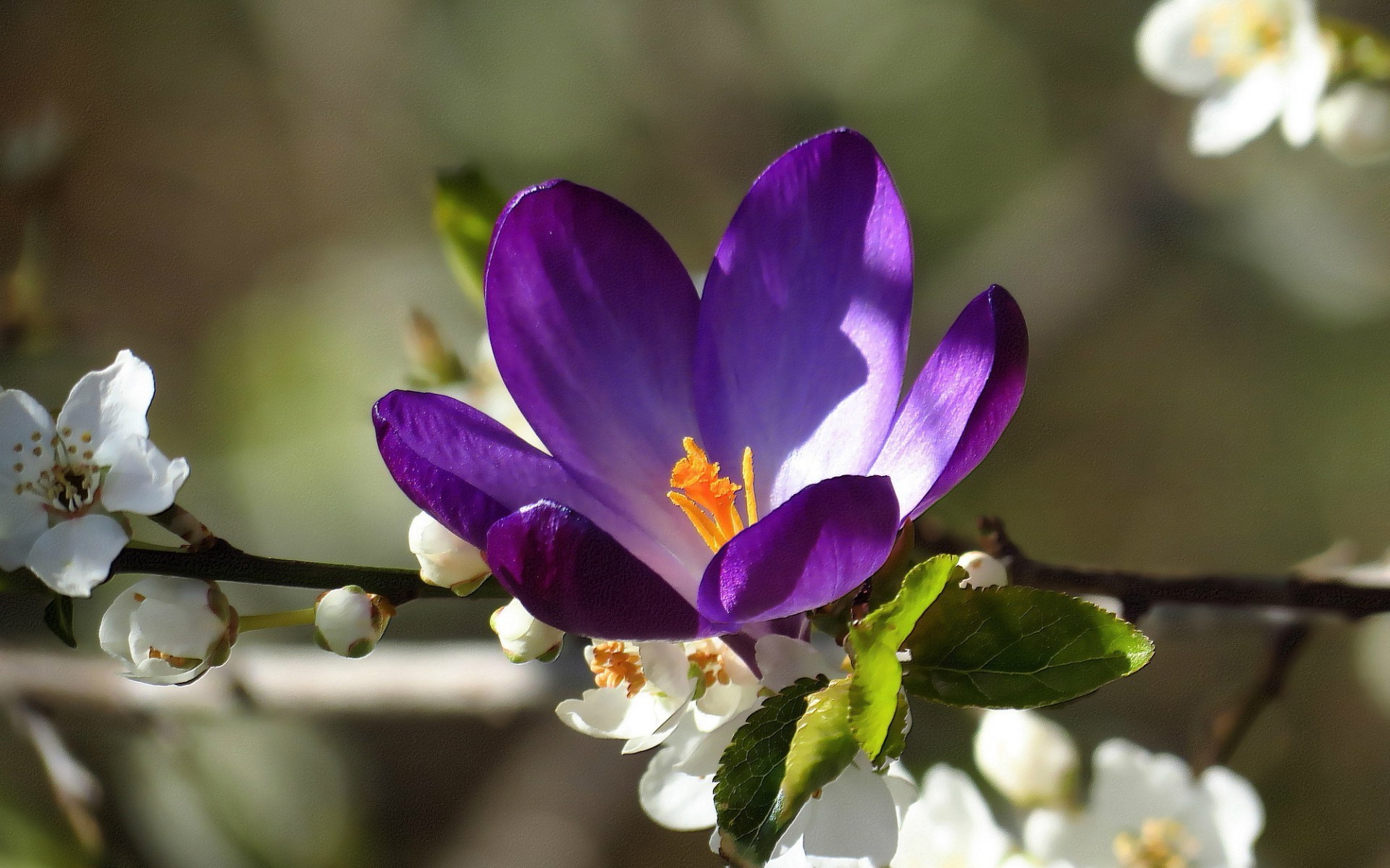 Wallpapers flowers nature photos on the desktop