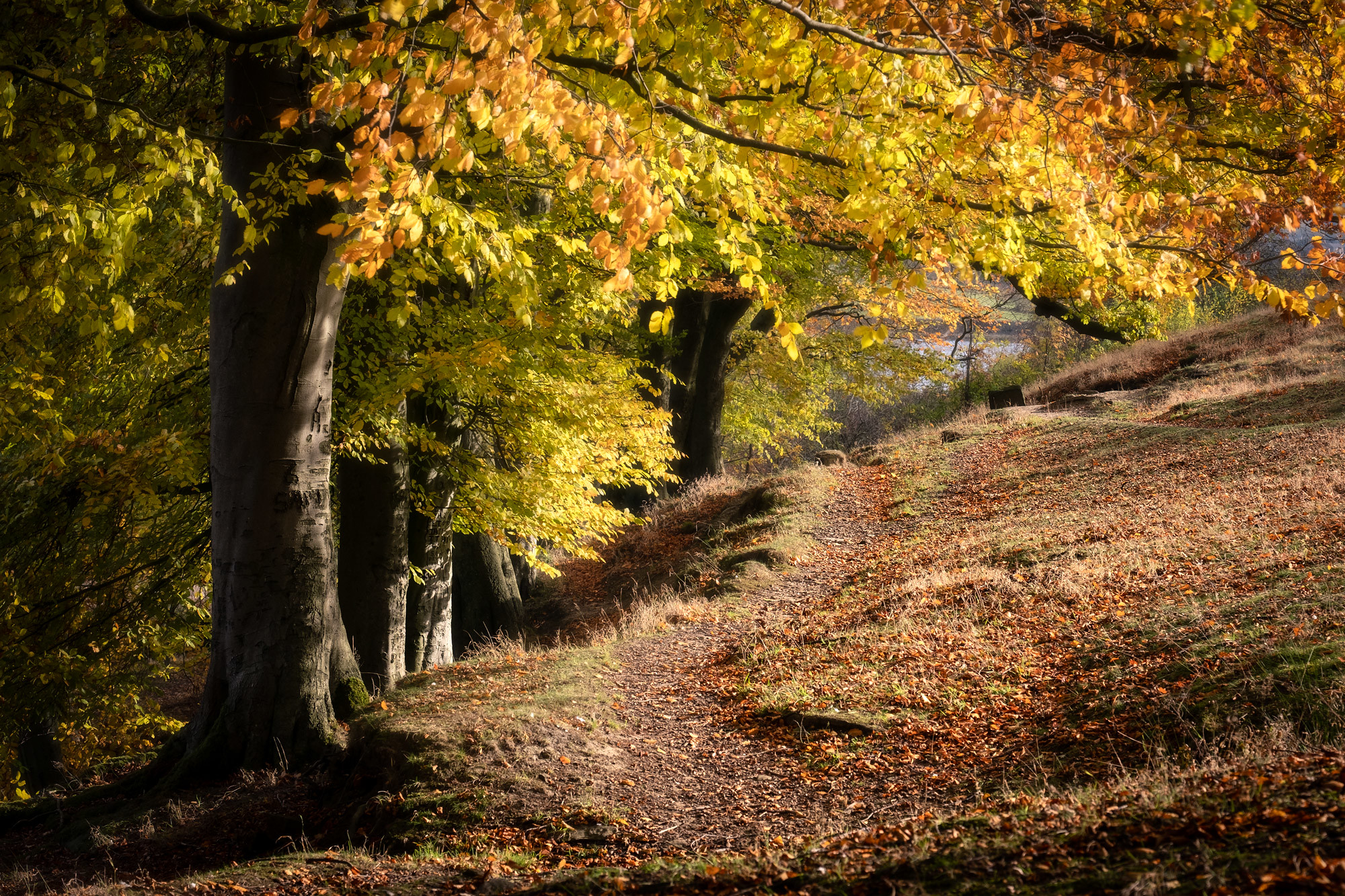 Free photo Trees on the river bank in autumn