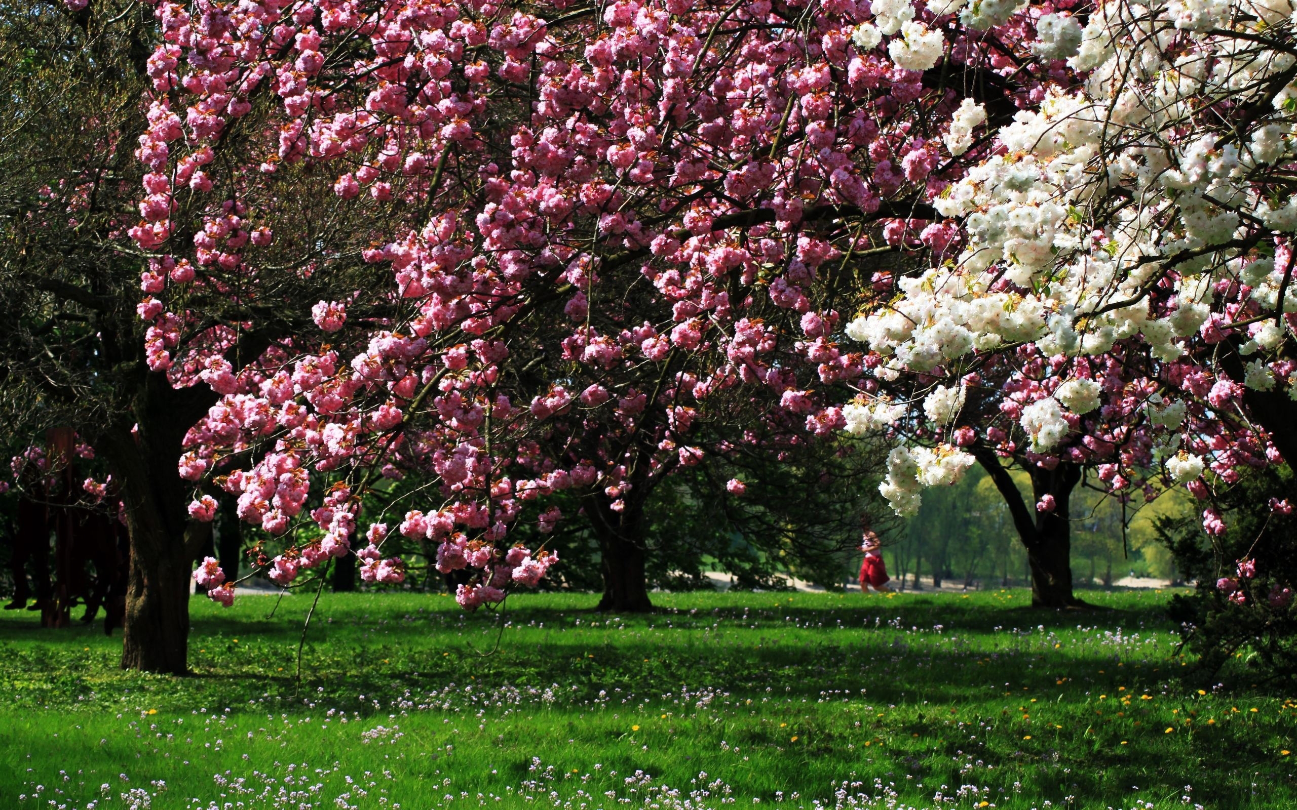 开满鲜花的春天公园