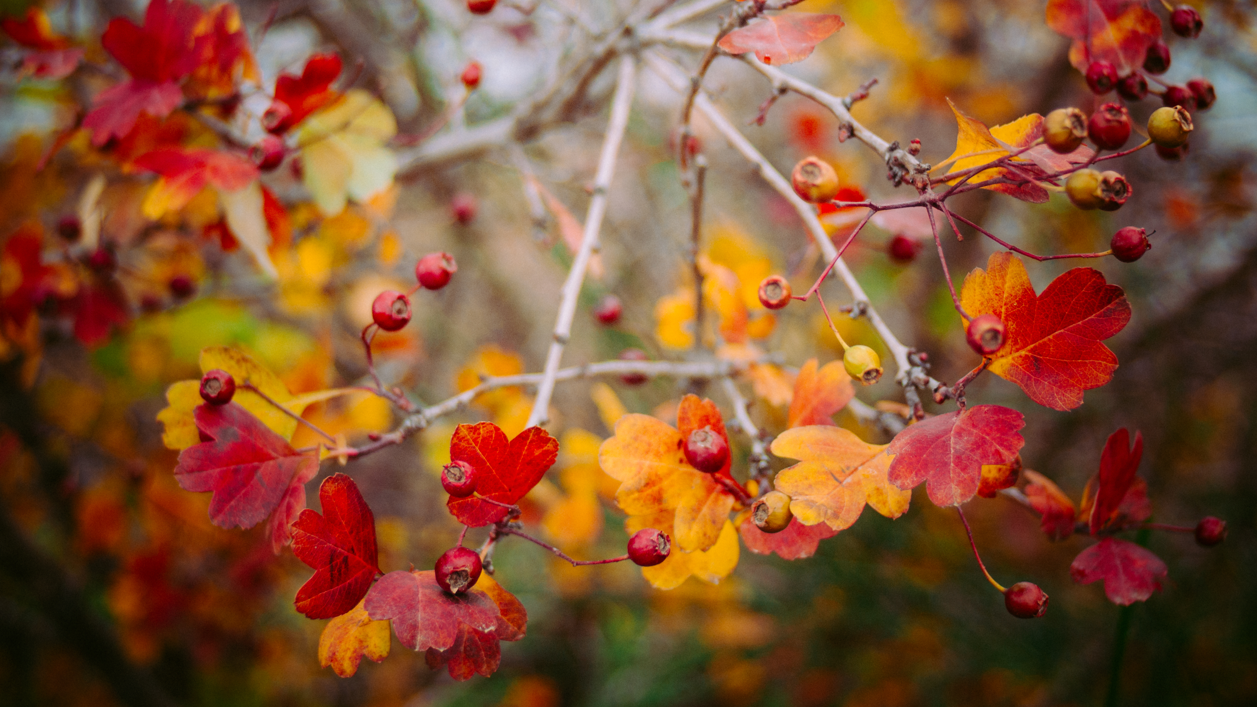 树上的浆果与秋叶