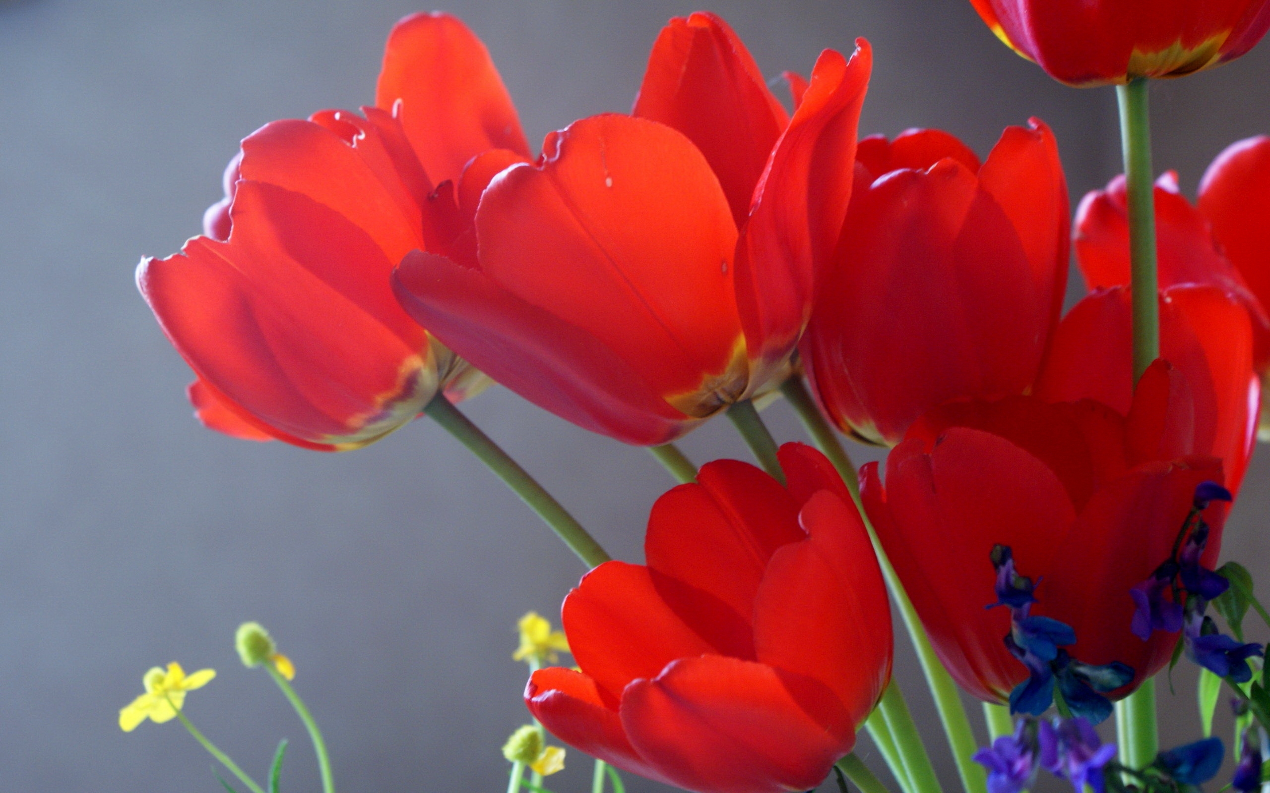 Scarlet tulips