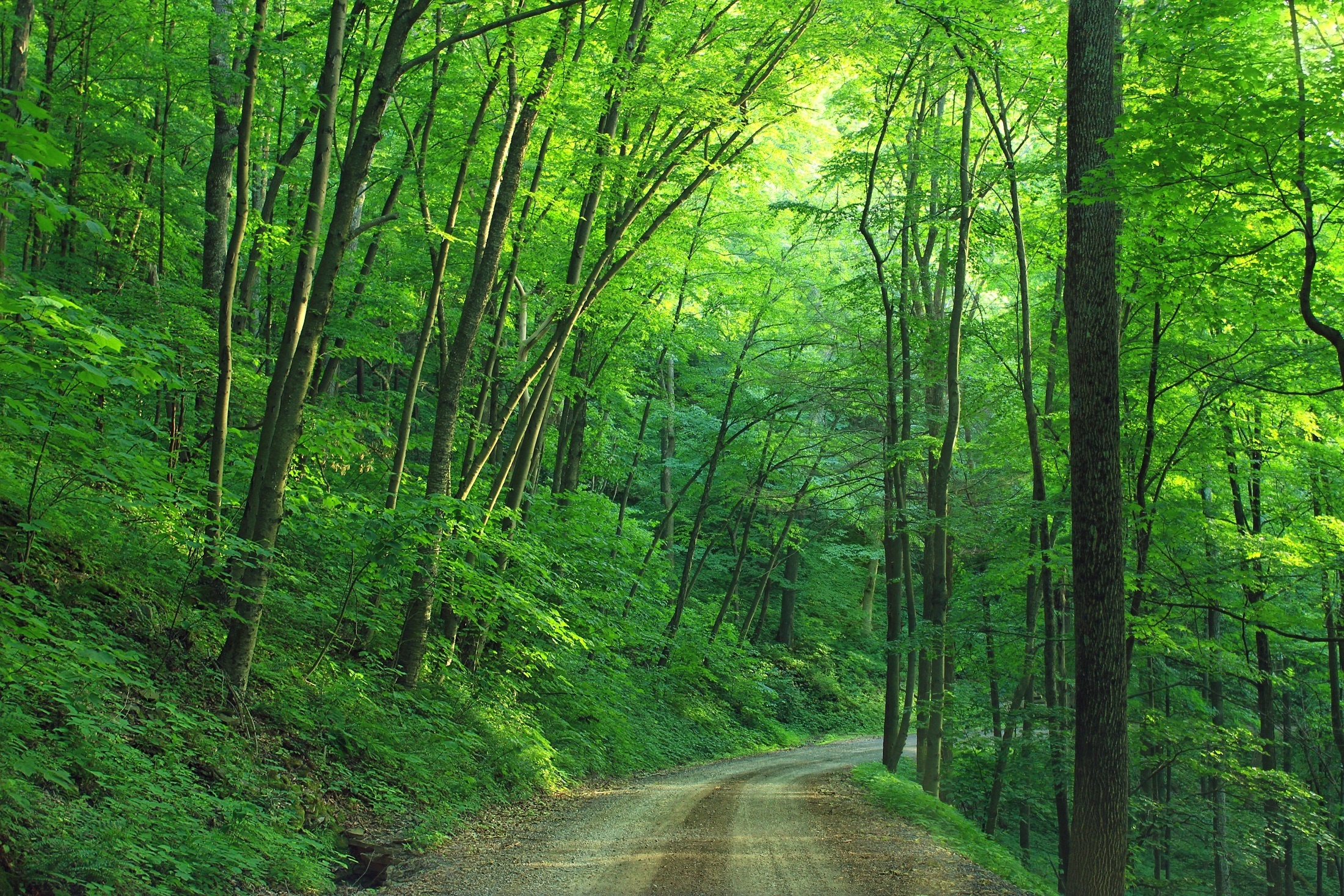 Wallpapers dirt forest frees on the desktop