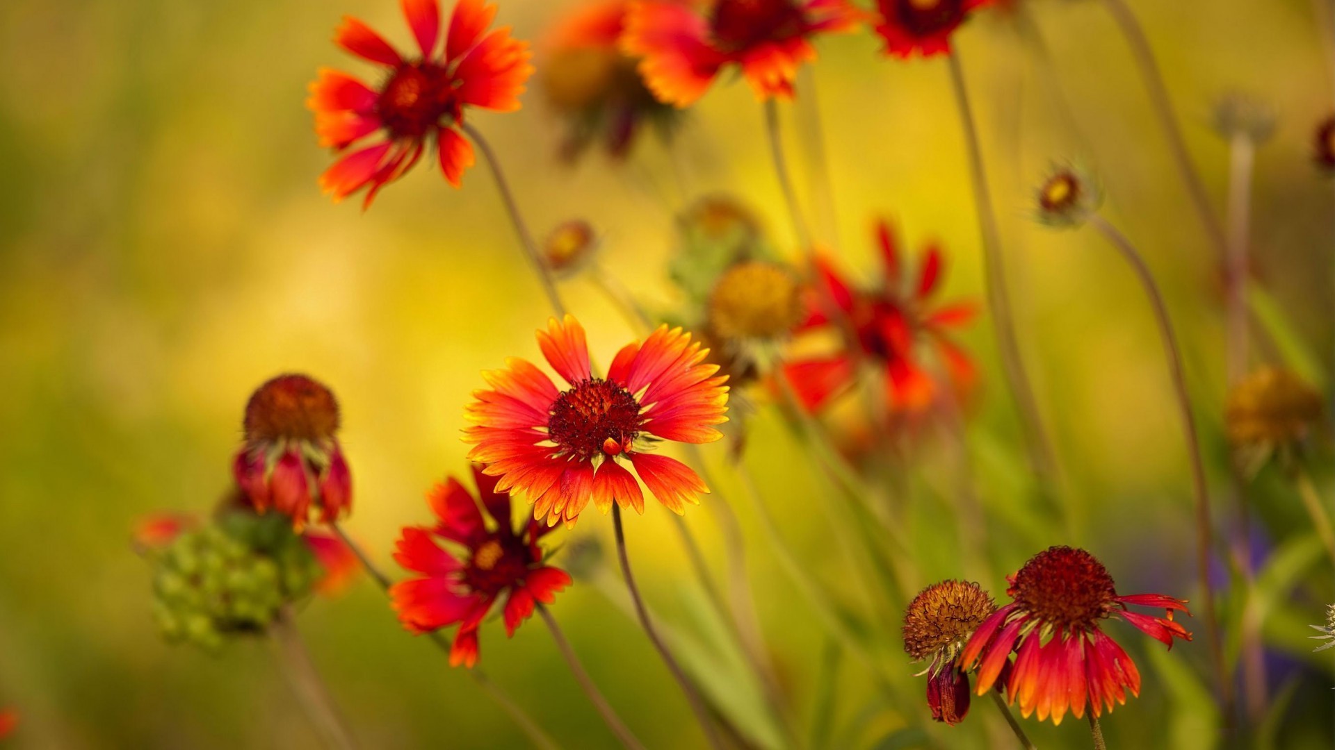 Обои цветы макро обои на рабочий стол