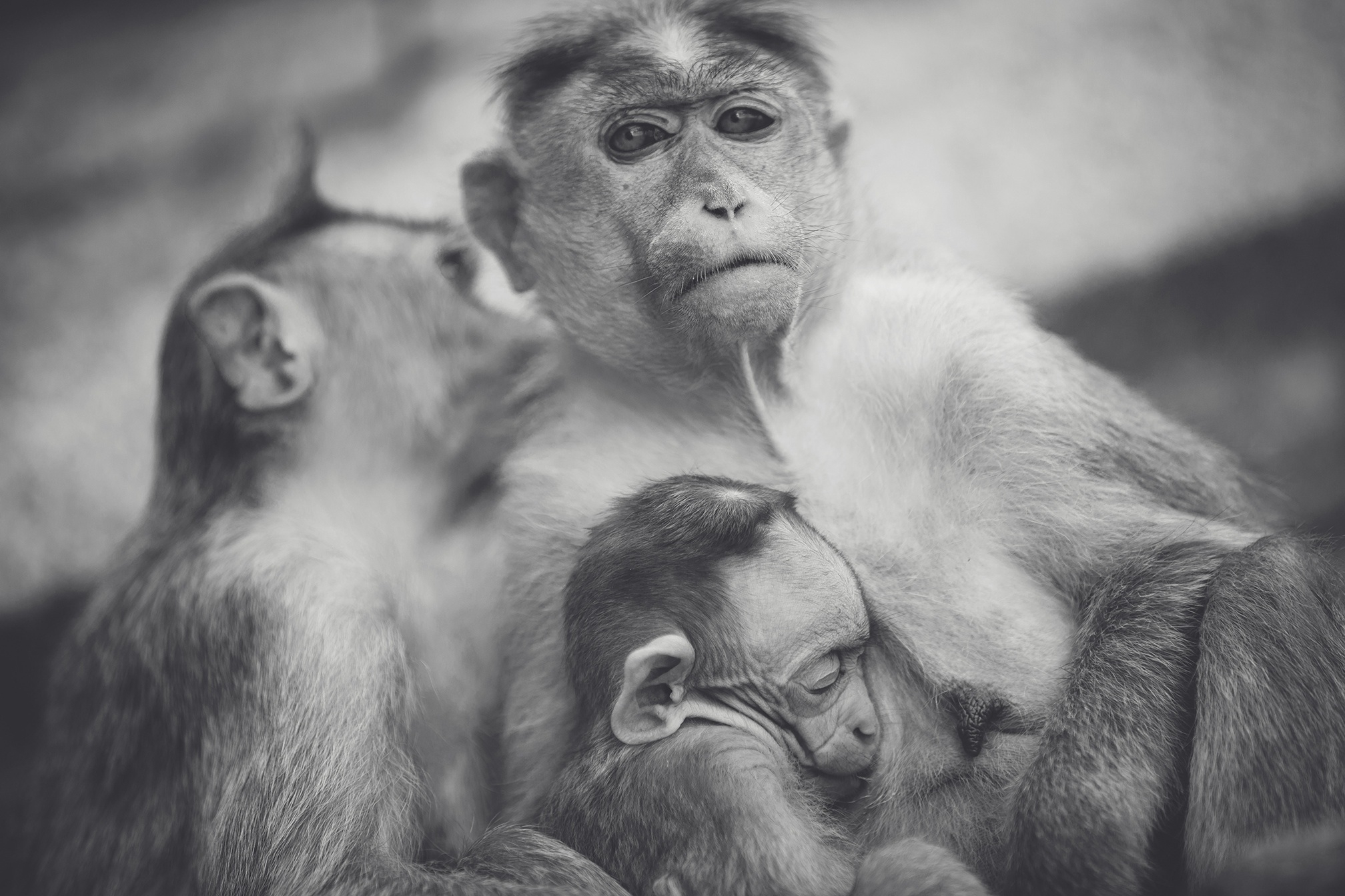 Free photo Monkey family