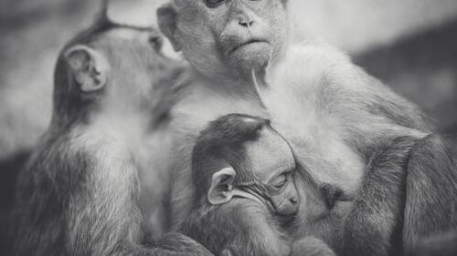 Бесплатное фото Семья обезьян