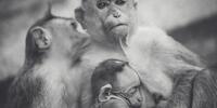 Семья обезьян
