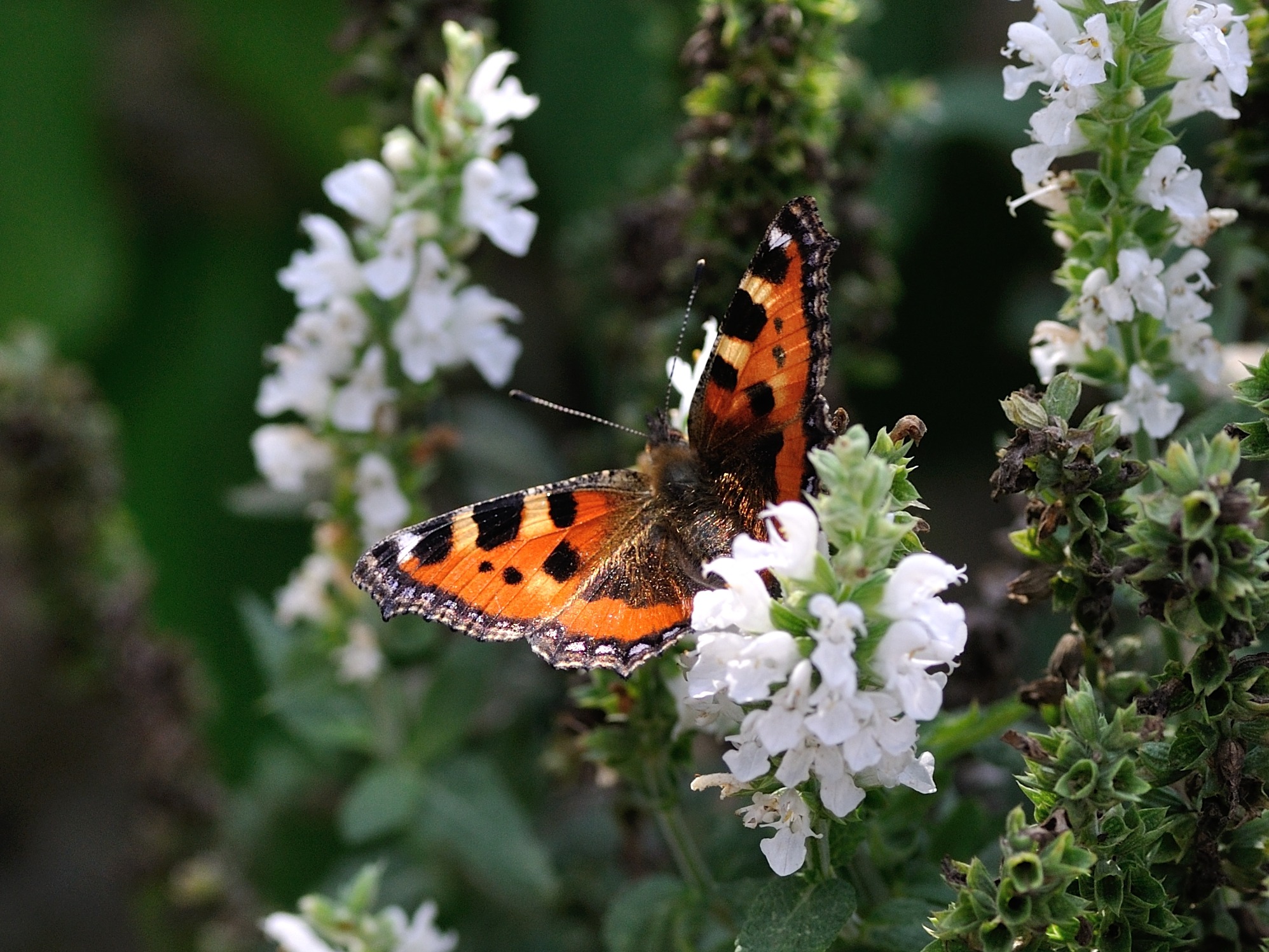 Free photo A butterfly collects nectar from small white flowers