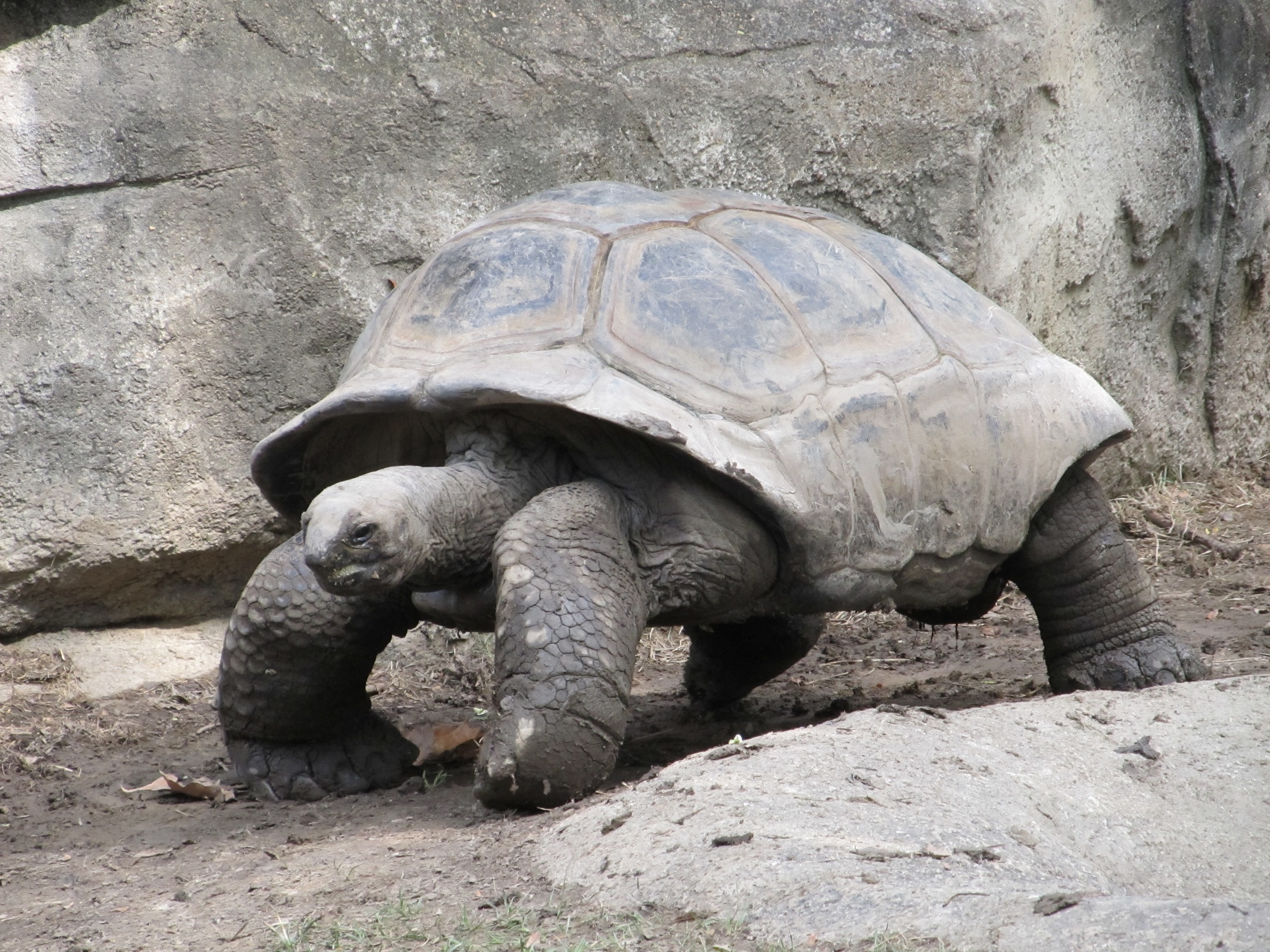 Free photo The large land tortoise