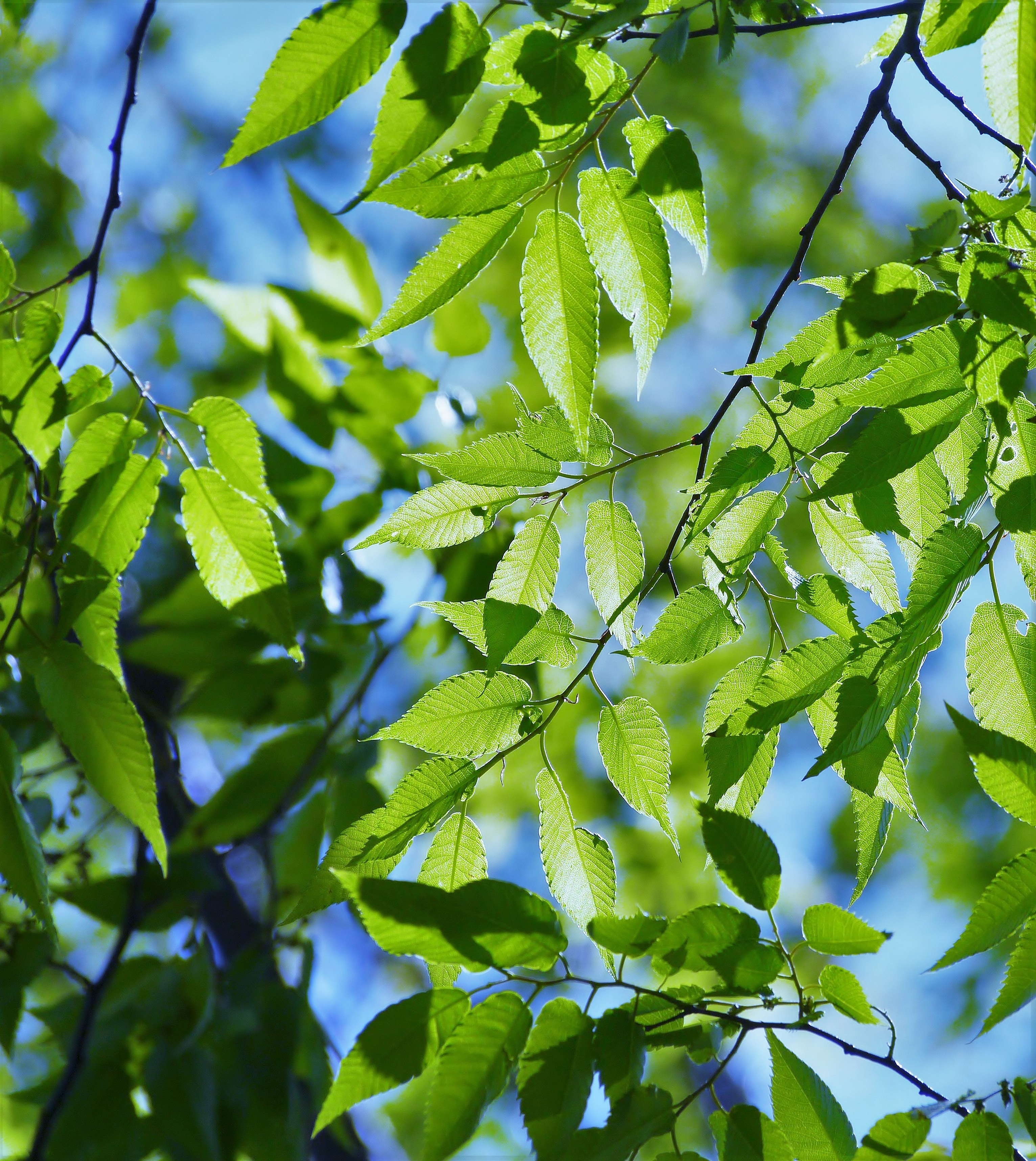 Free photo Green leaves