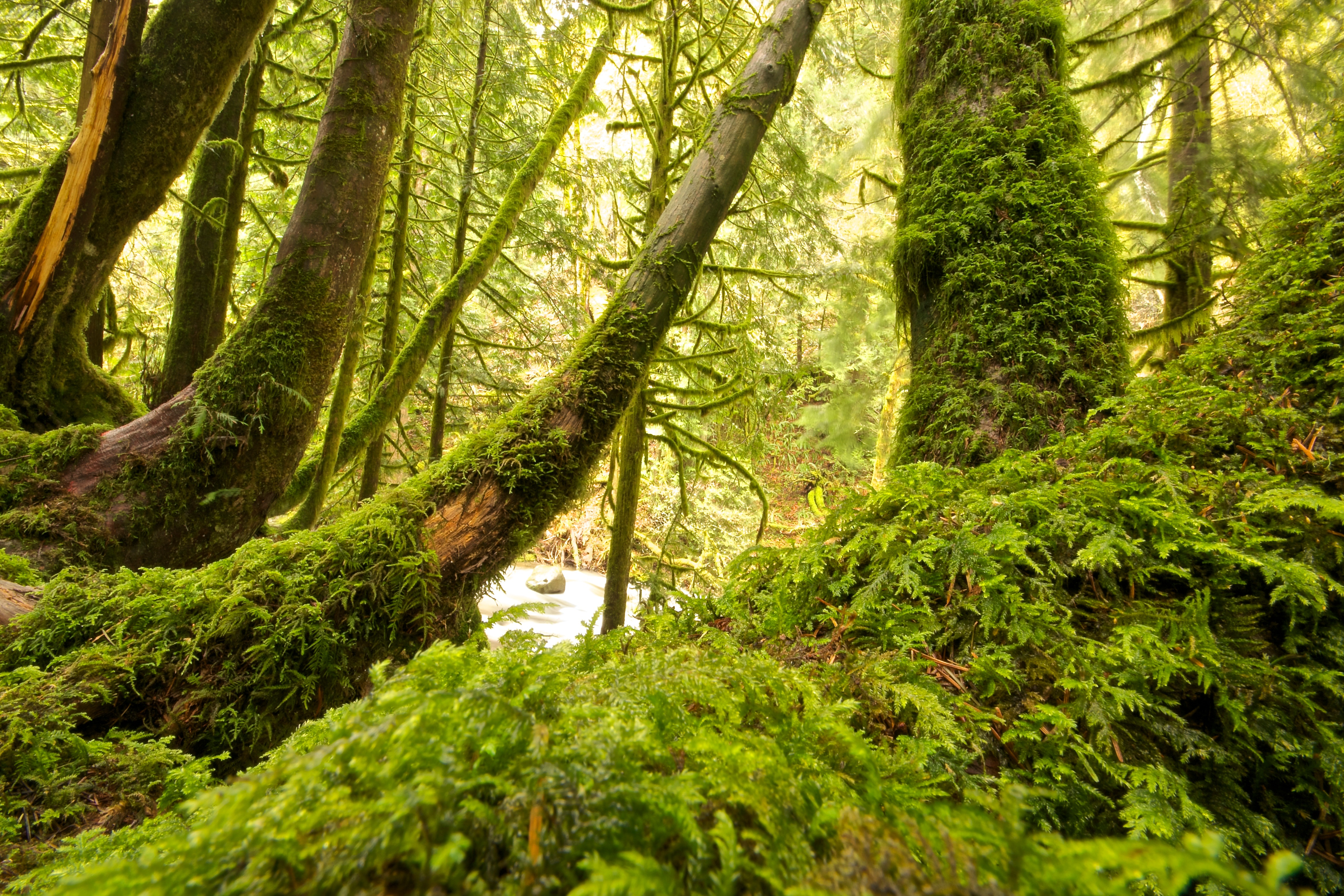 Free photo Green moss on tree trunks