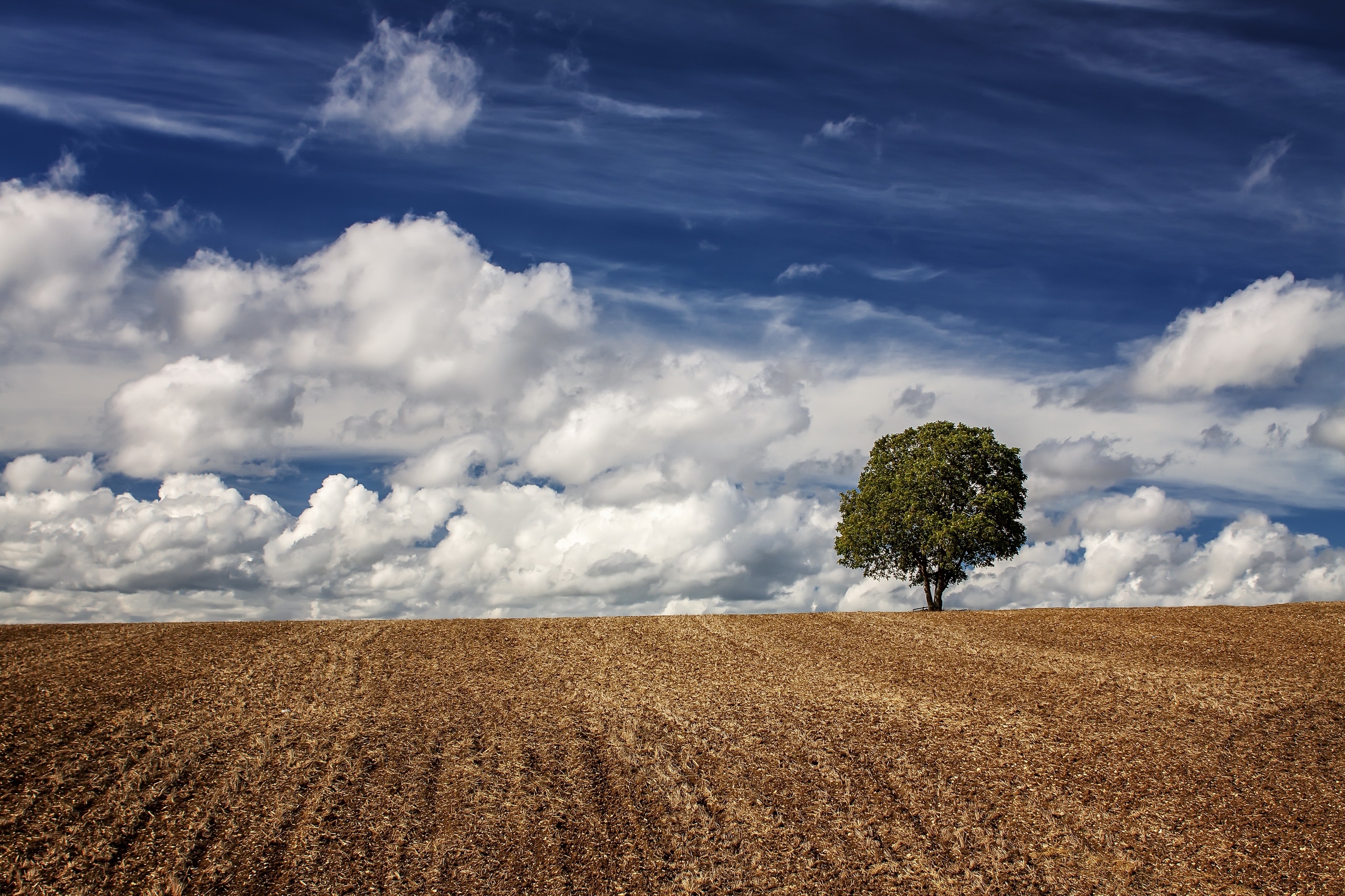 田野里的一棵孤树和天空中的羽毛状云朵