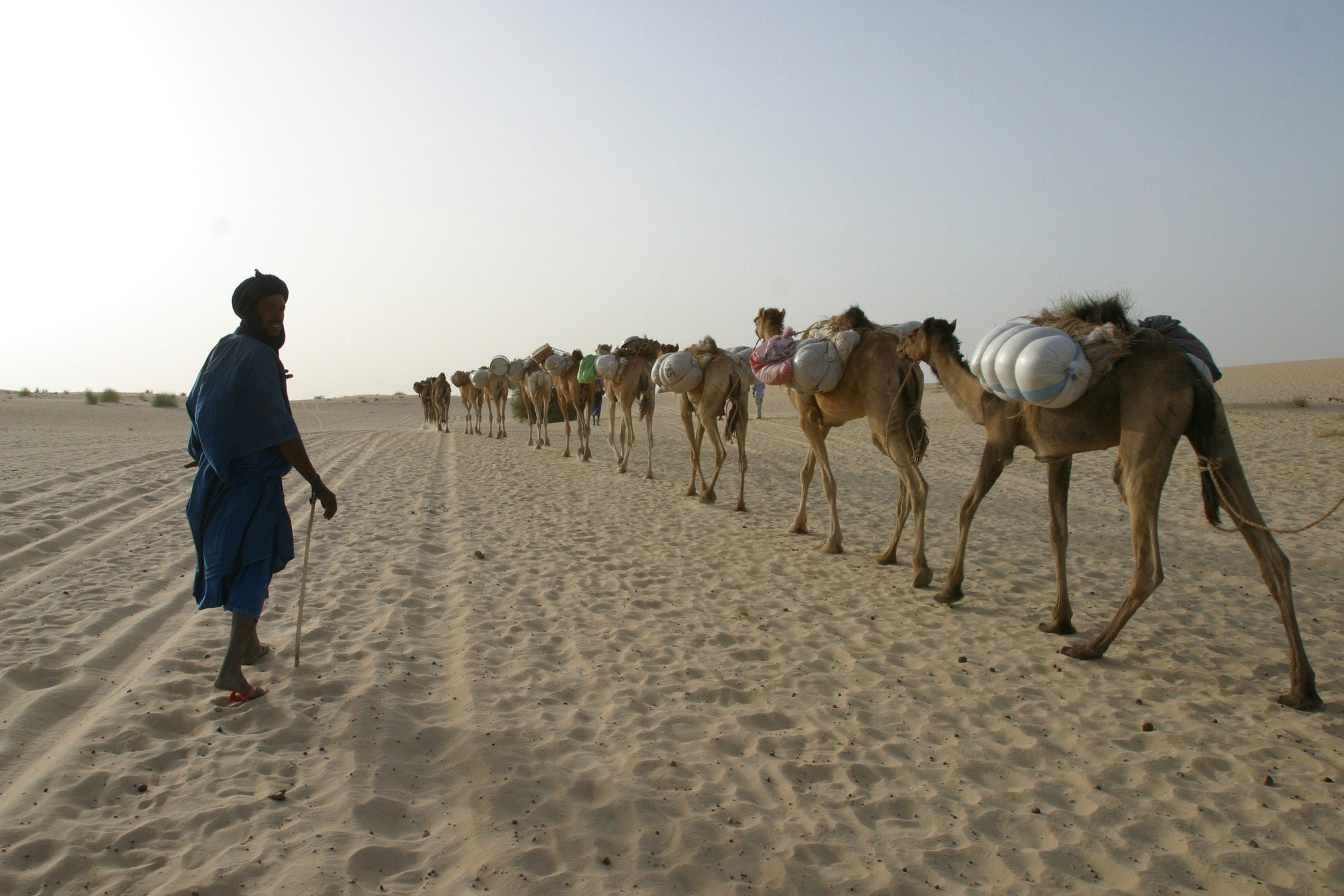 Wallpapers Africa camels desert on the desktop