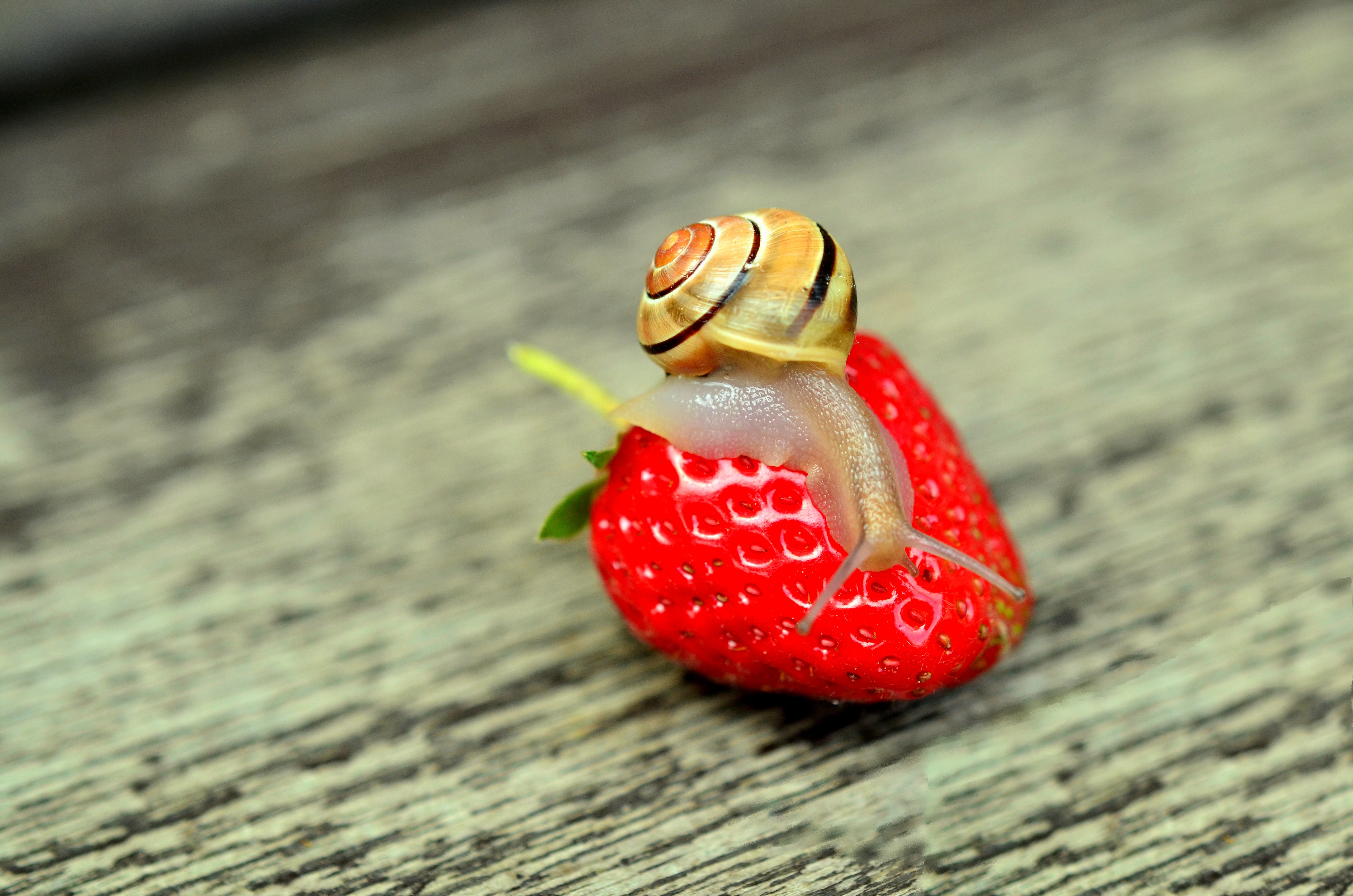 免费照片小蜗牛吃红草莓