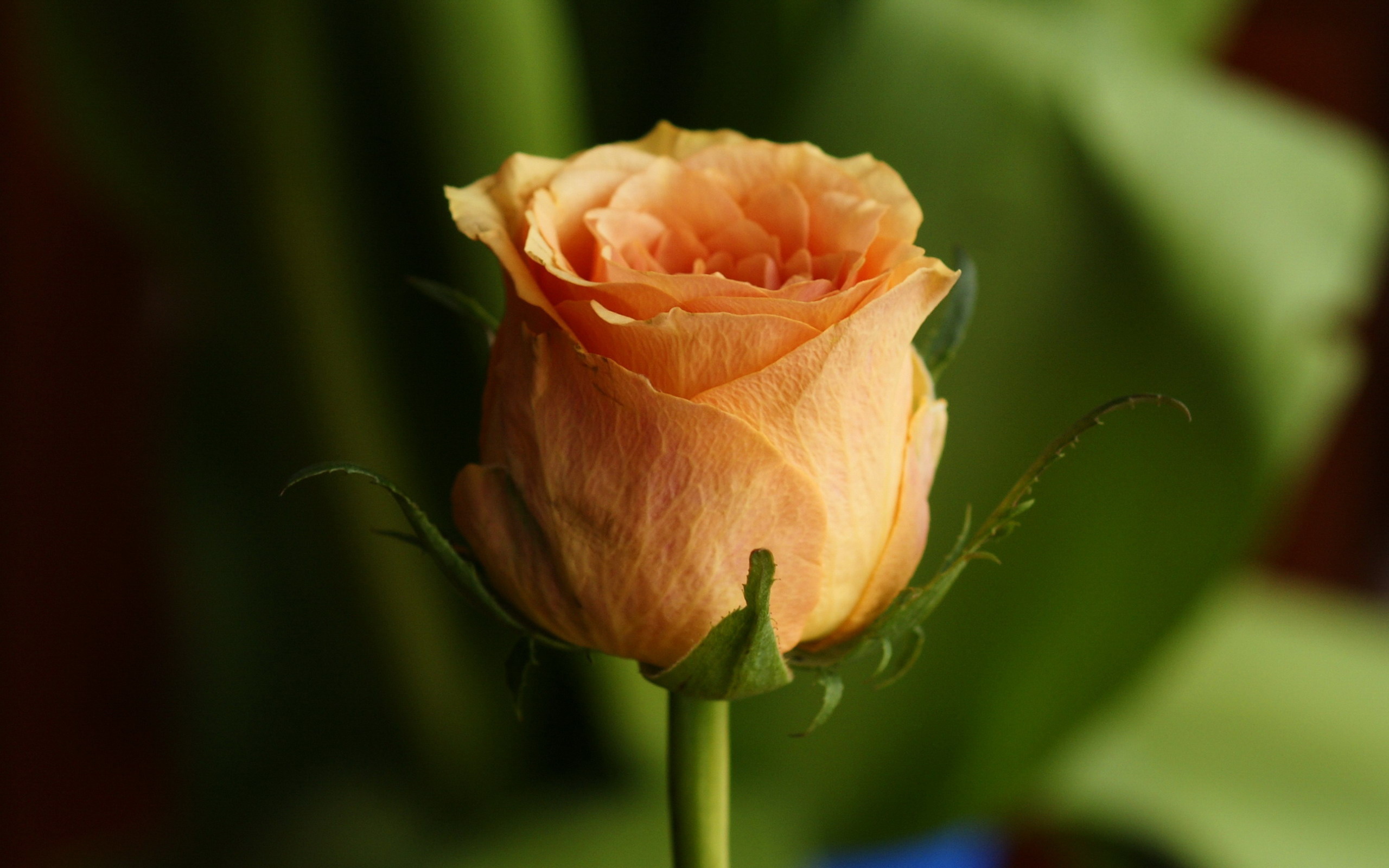 Wallpapers rose yellow rose yellow bud on the desktop