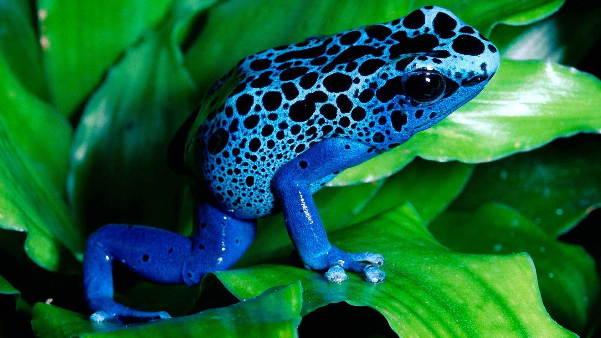 蓝色的青蛙