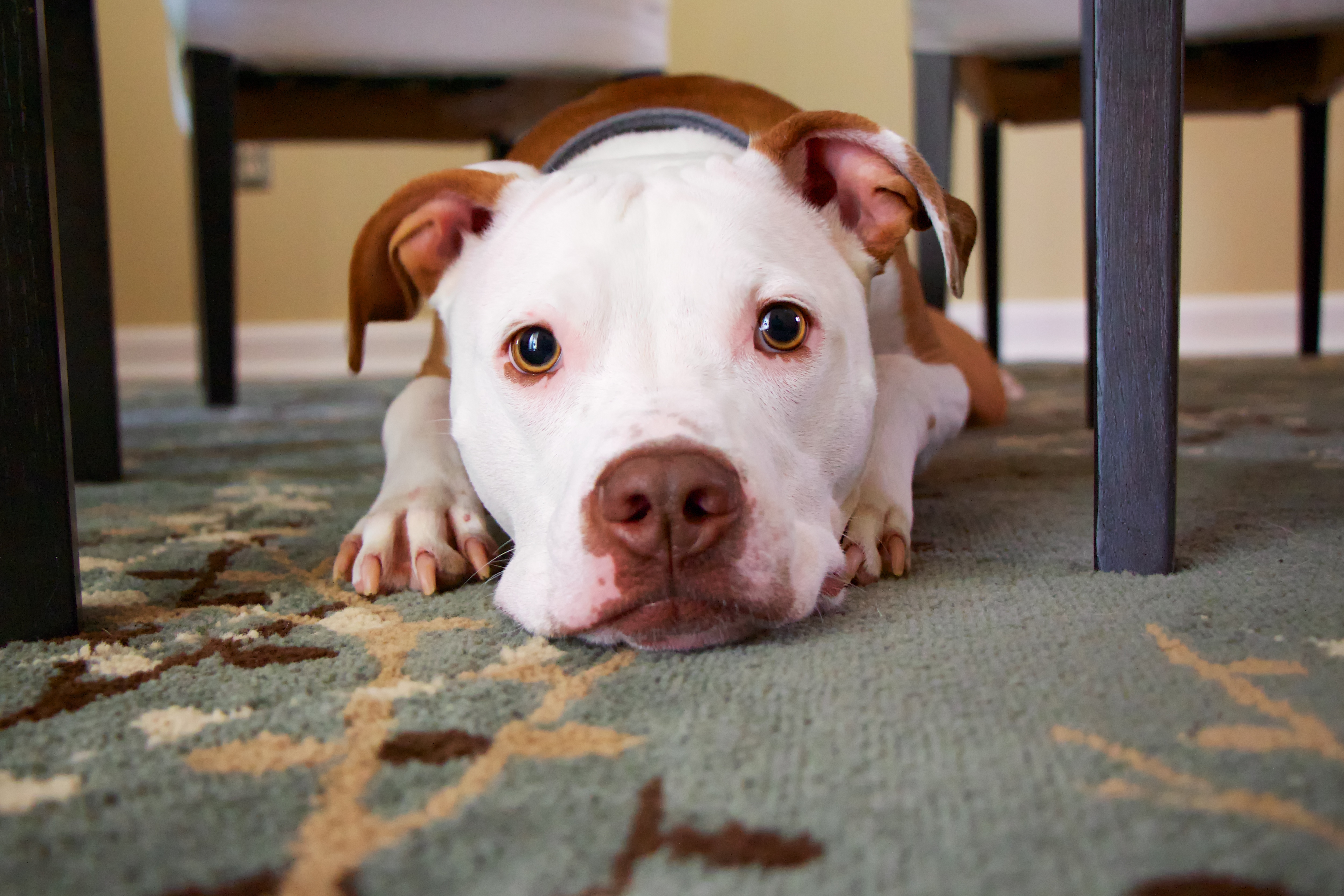 Wallpapers chair puppy dog on the desktop