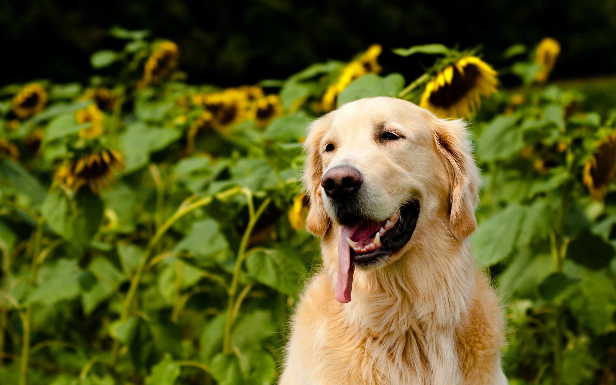 Wallpapers dog rest labrador retriever on the desktop