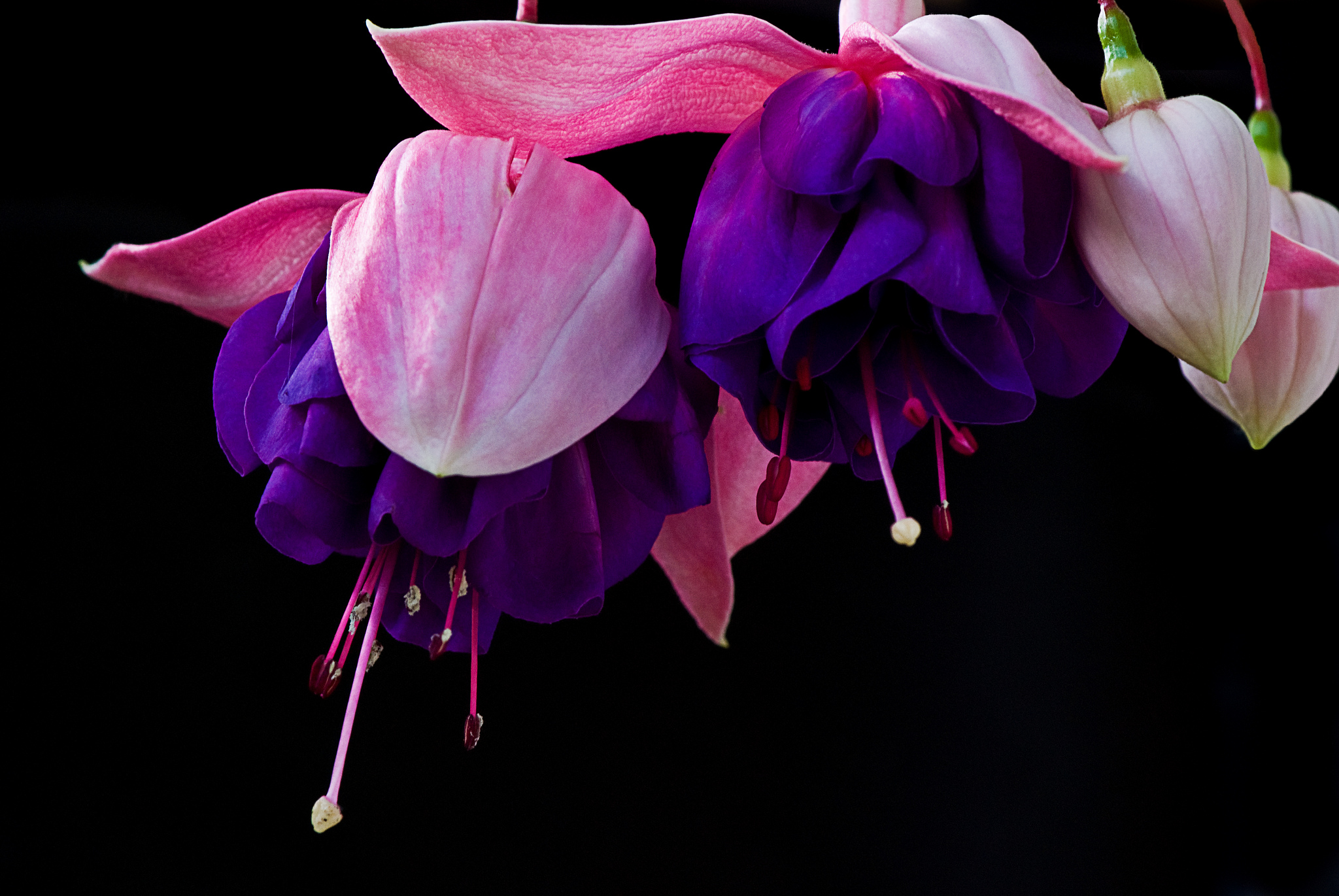 Wallpapers flora Fuchsia gracilis Gracilis on the desktop