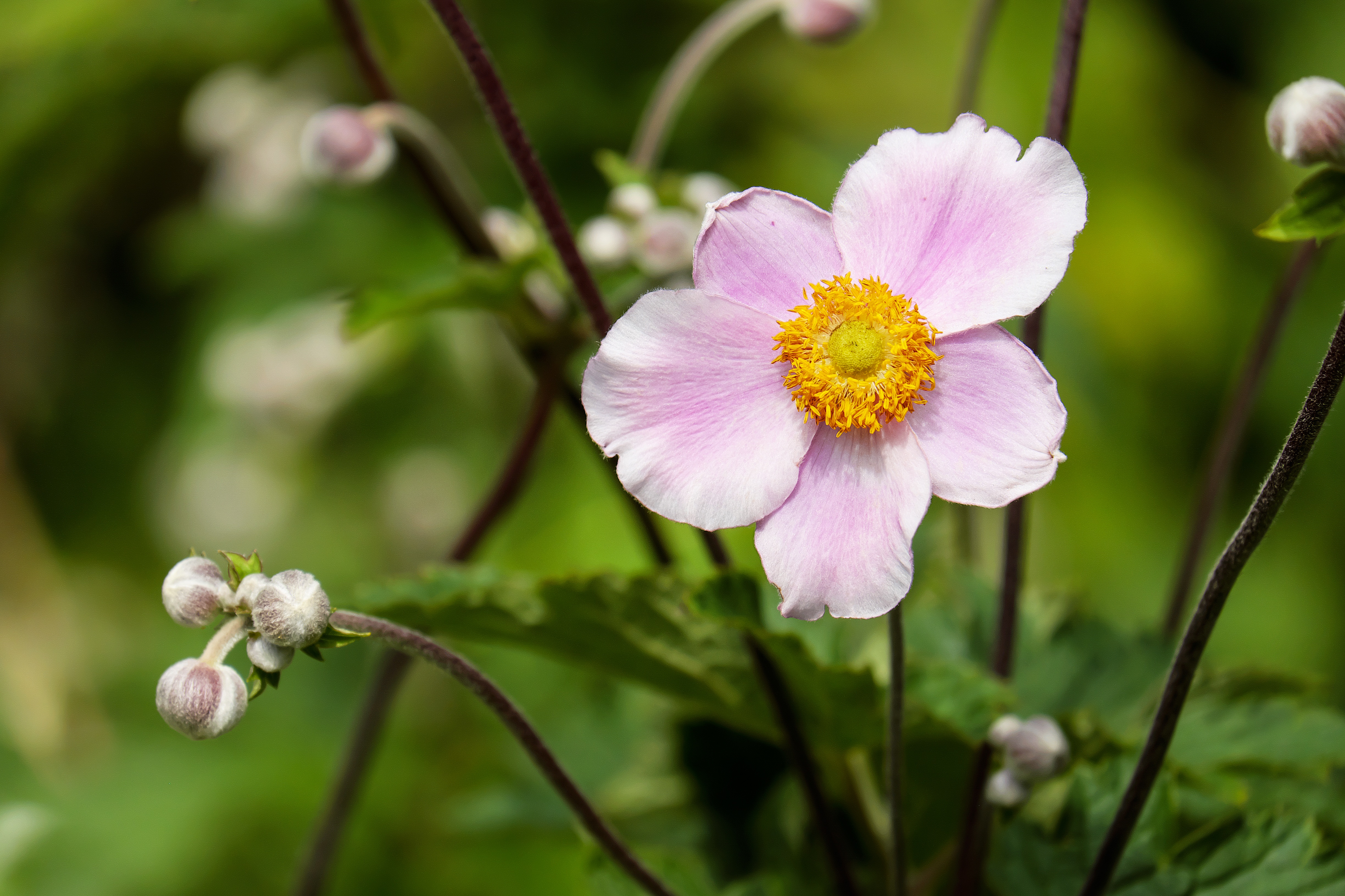 Free photo A little wildflower