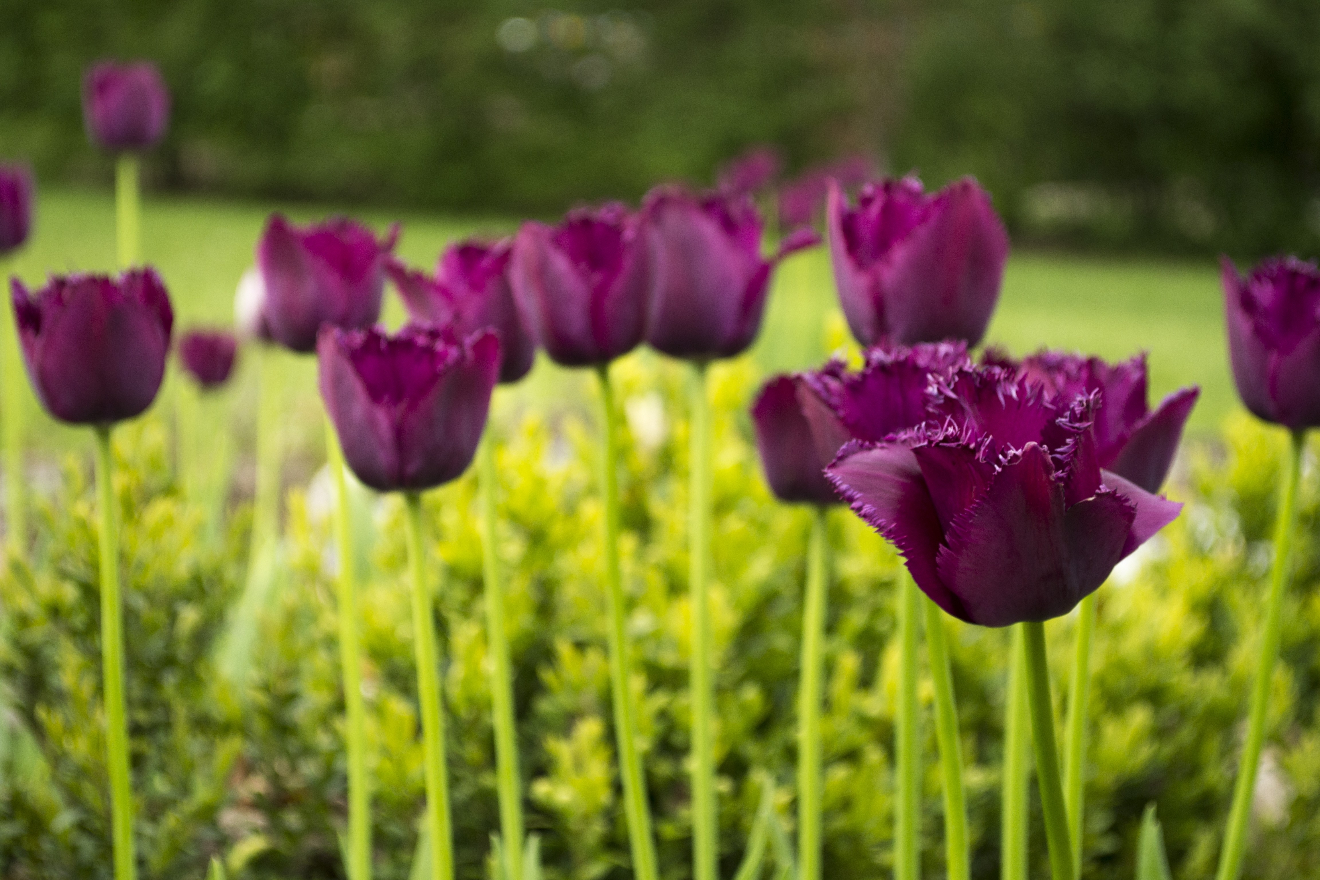 Wallpapers petals blurred wallpaper purple tulips on the desktop