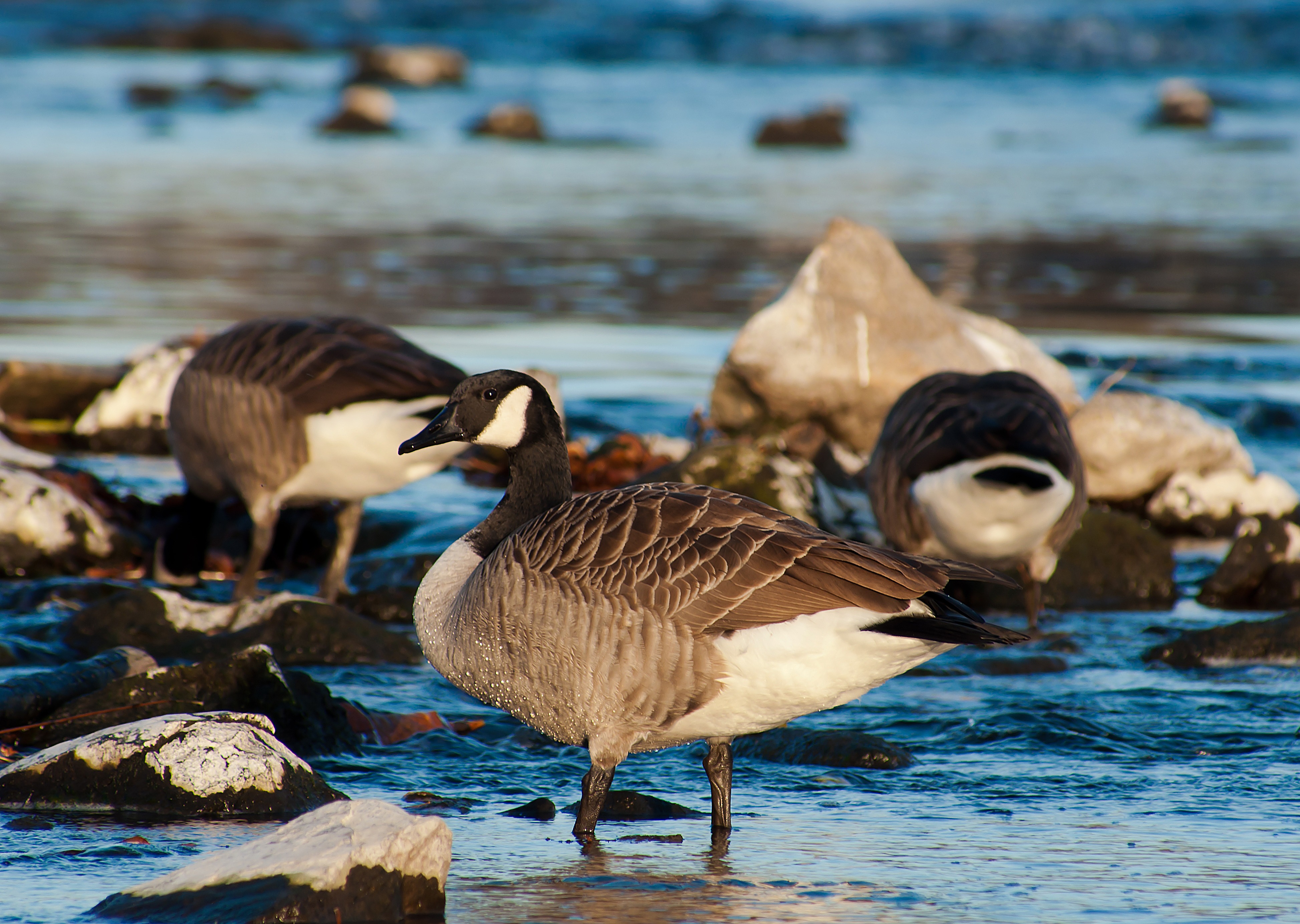 Free photo Ducks walking in a shallow river