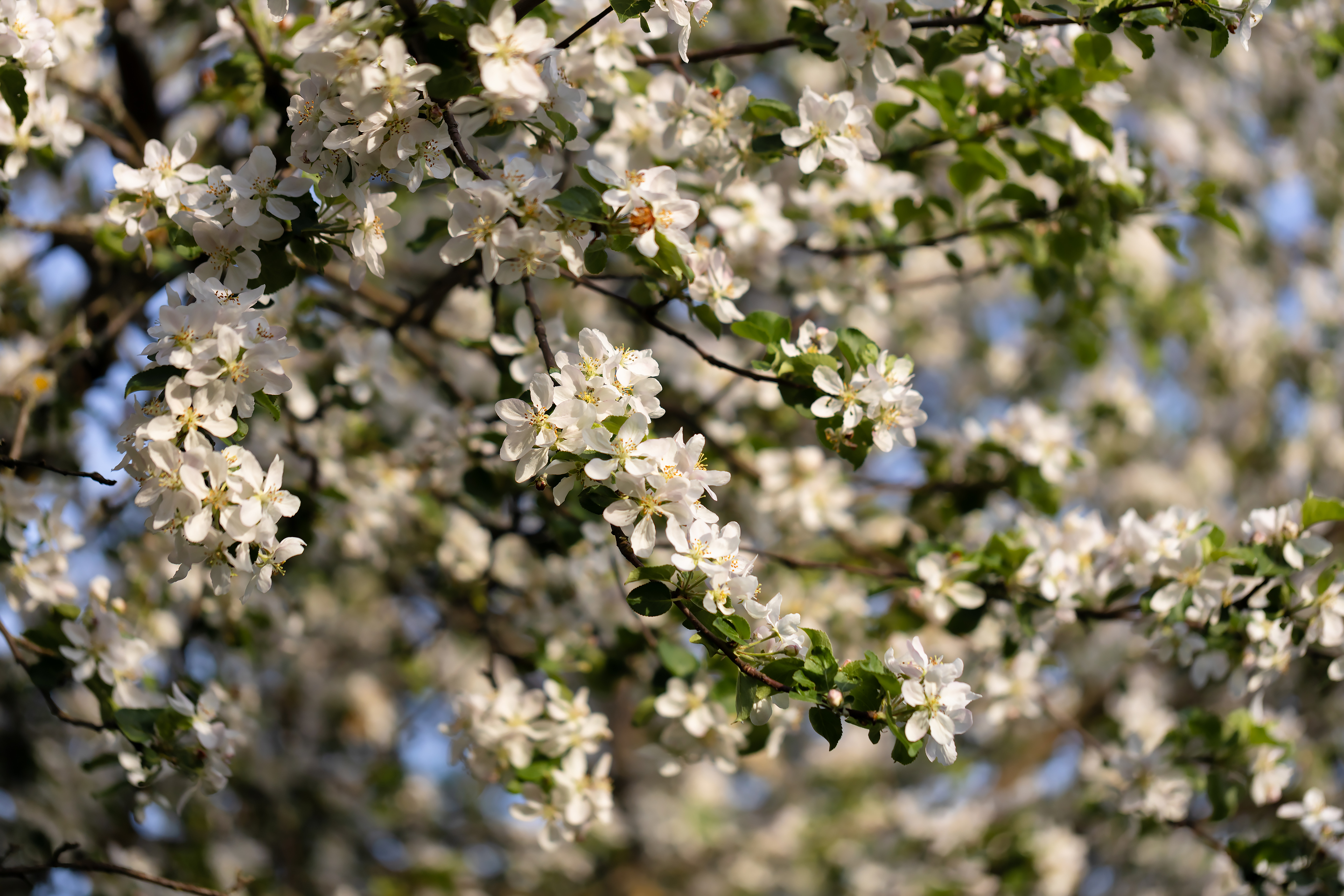 Free photo Branches of a blooming apple tree
